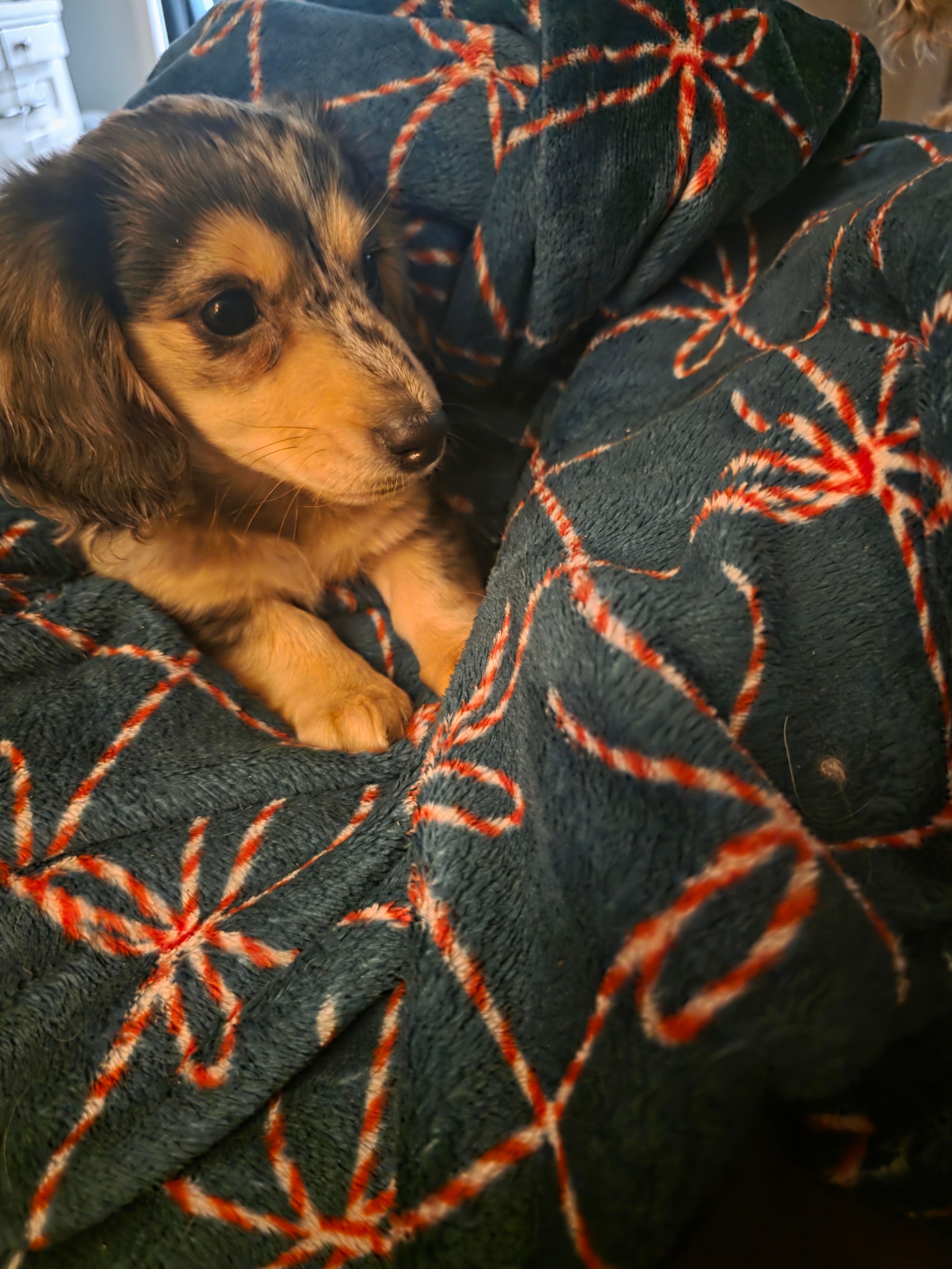 Dixie  – Miniature Dachshund puppy for sale in Cleveland, TN