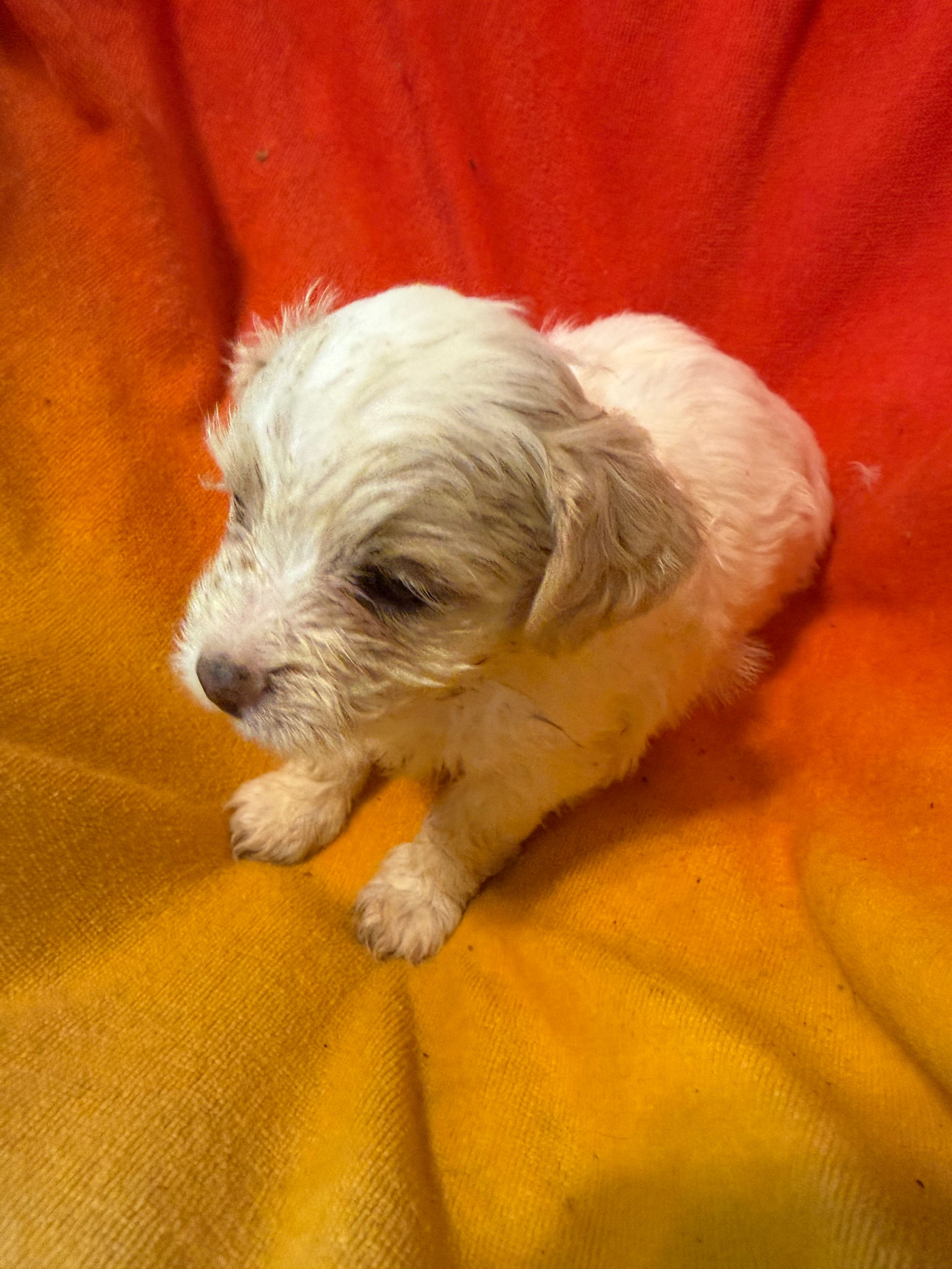Stella – Bichon Frise, Shorkie puppy for sale in Minneapolis, MN