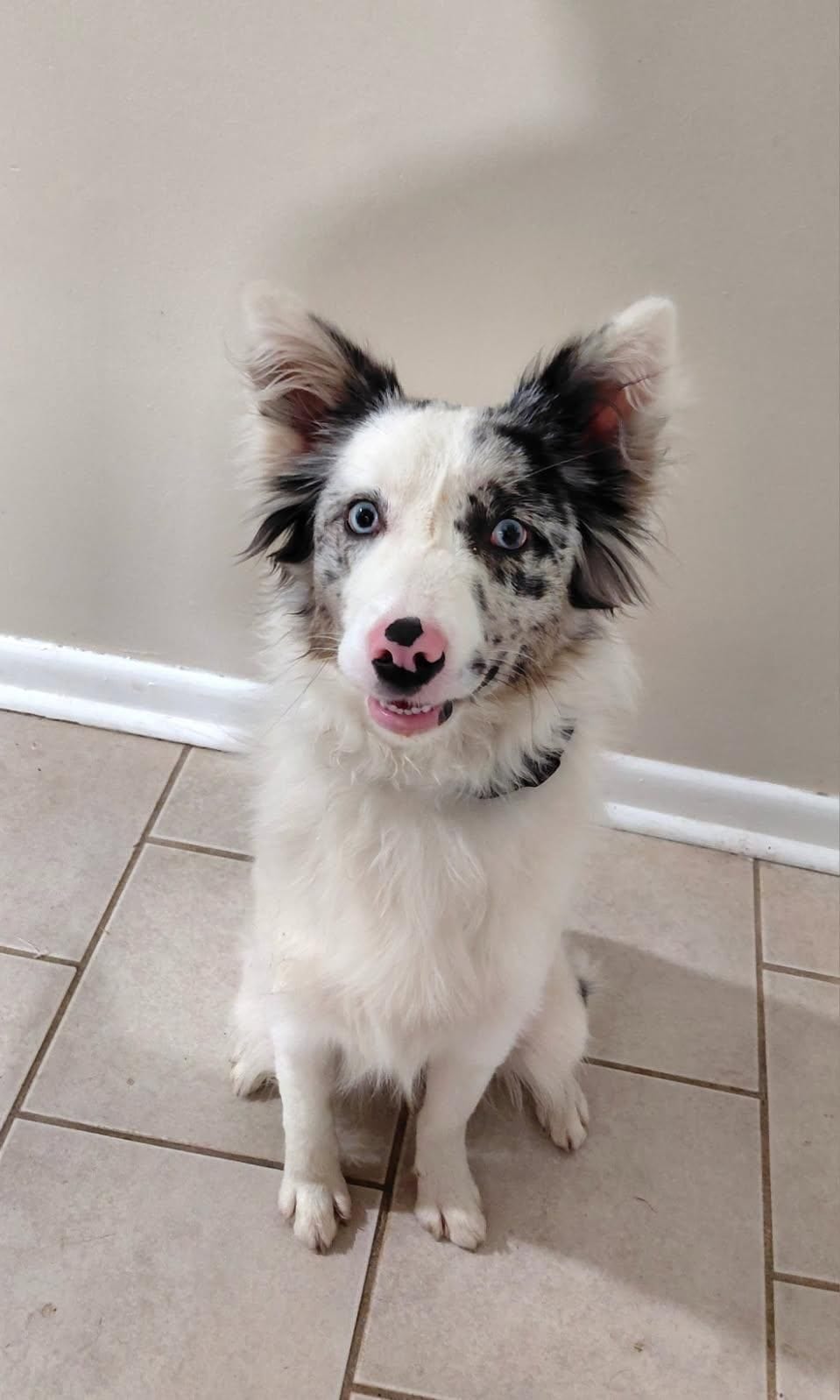 Willow – Australian Shepherd, Border Collie puppy for sale in Coldwater, MI