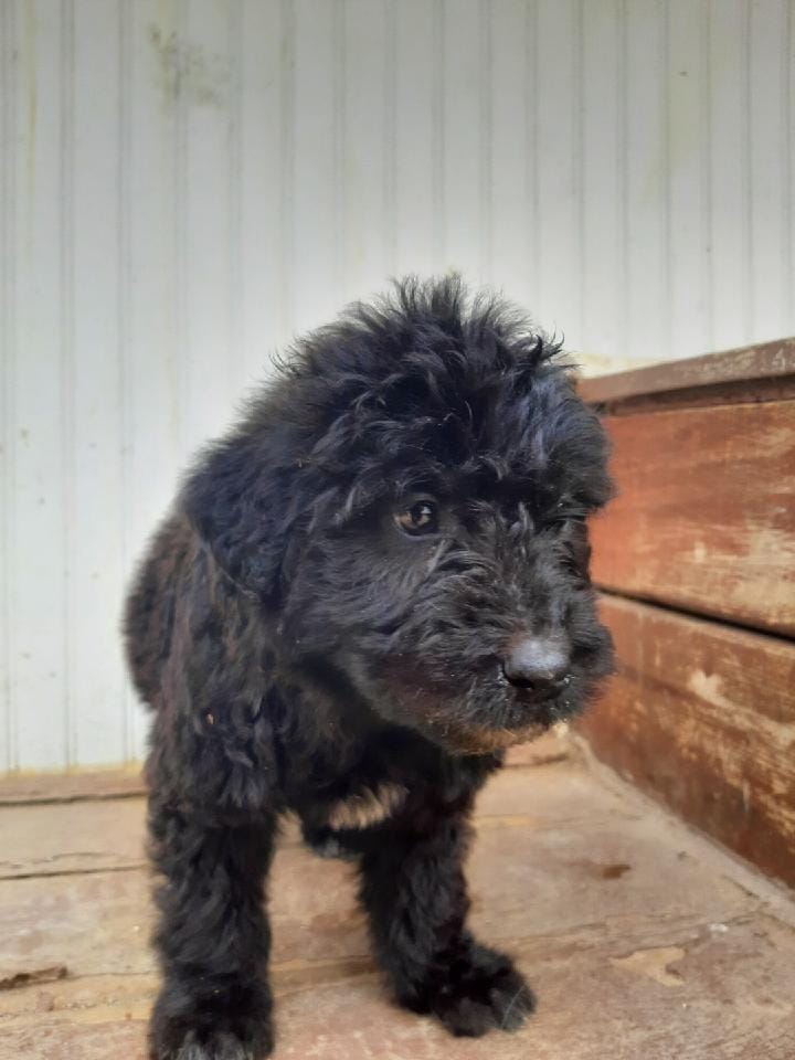Fluffy – Labradoodle puppy for sale in Coldwater, MI