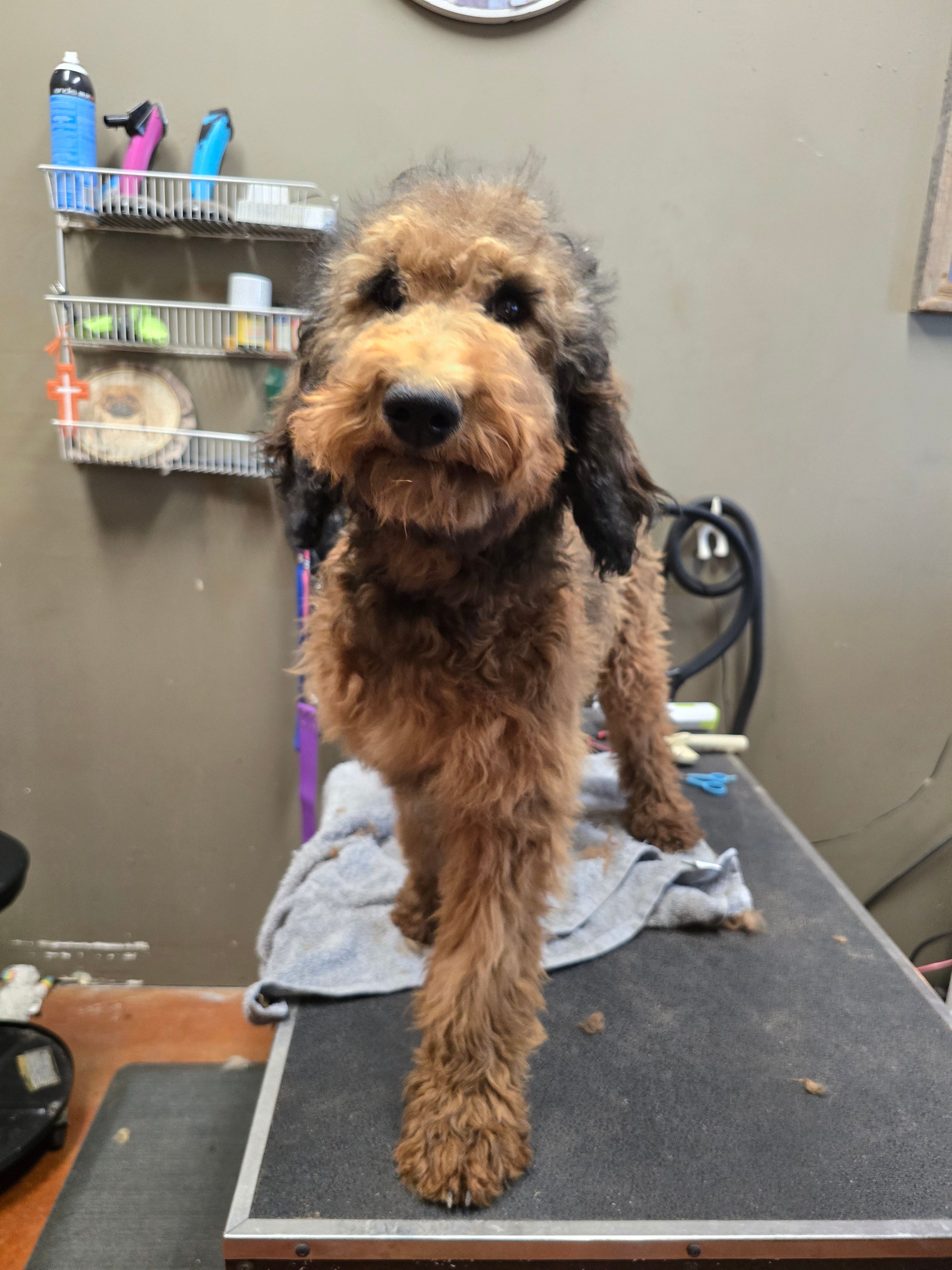 Dolly – Poodle - Standard  puppy for sale in Harper, KS