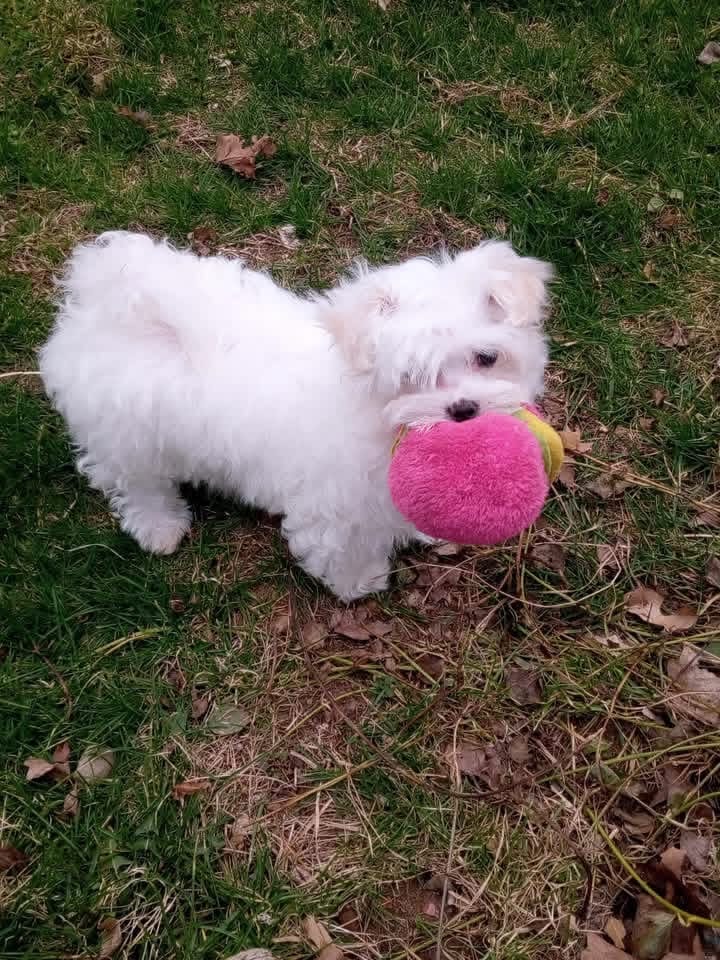 joy – Maltese puppy for sale in Hickory Corners, MI