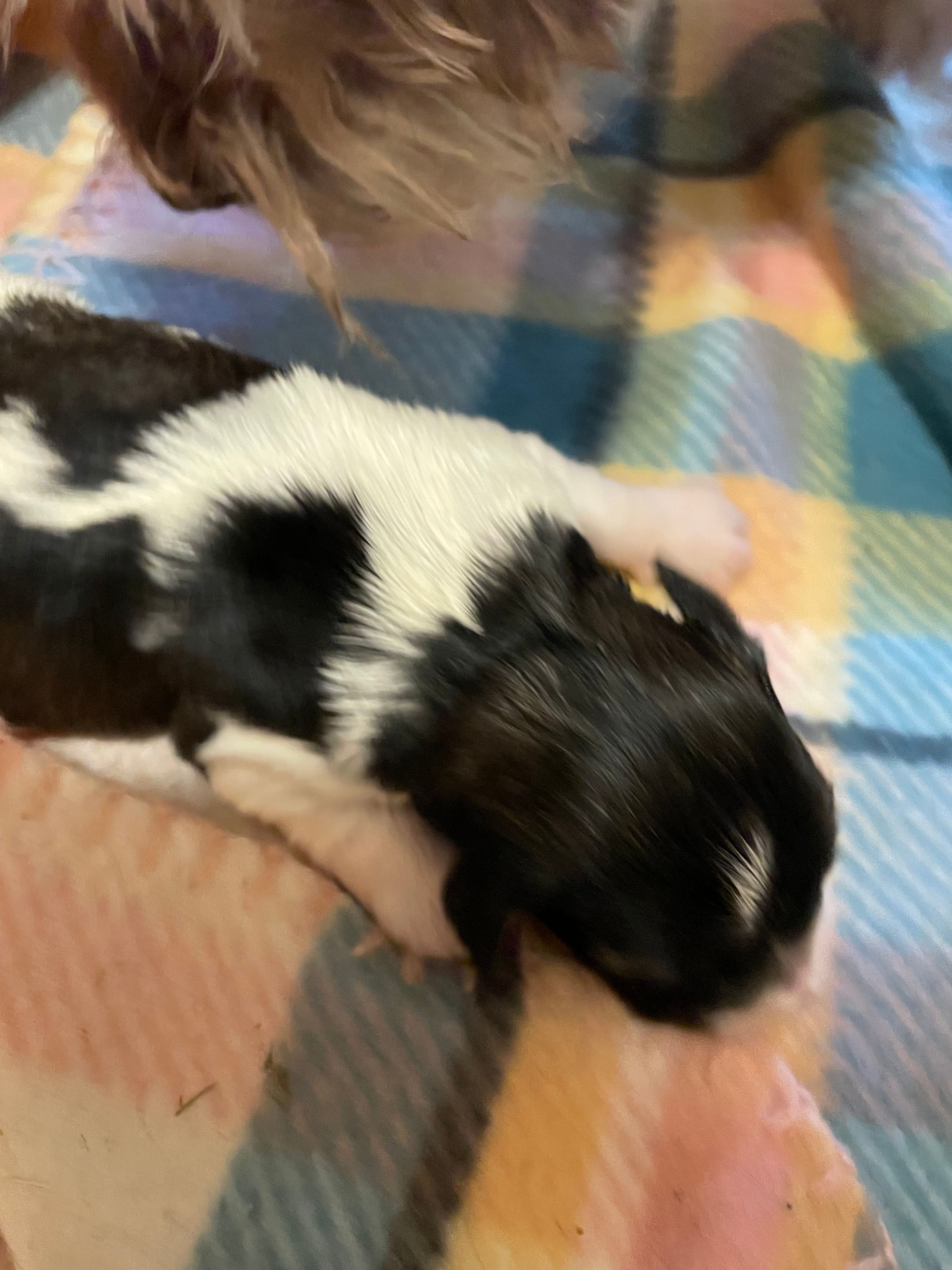 Precious – Miniature Schnauzer puppy for sale in Omaha, NE