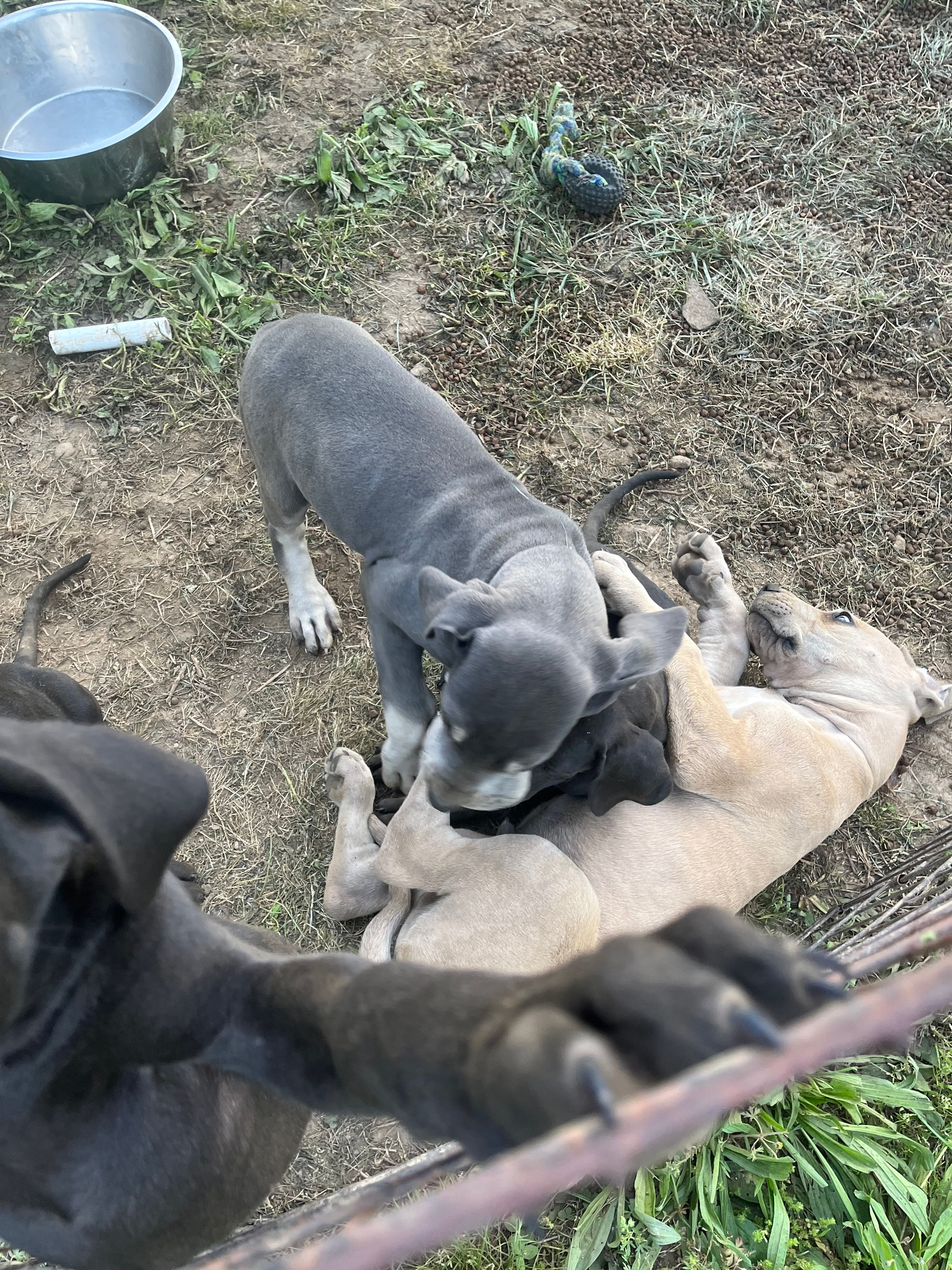 Black – Great Dane puppy for sale in Coalmont, TN