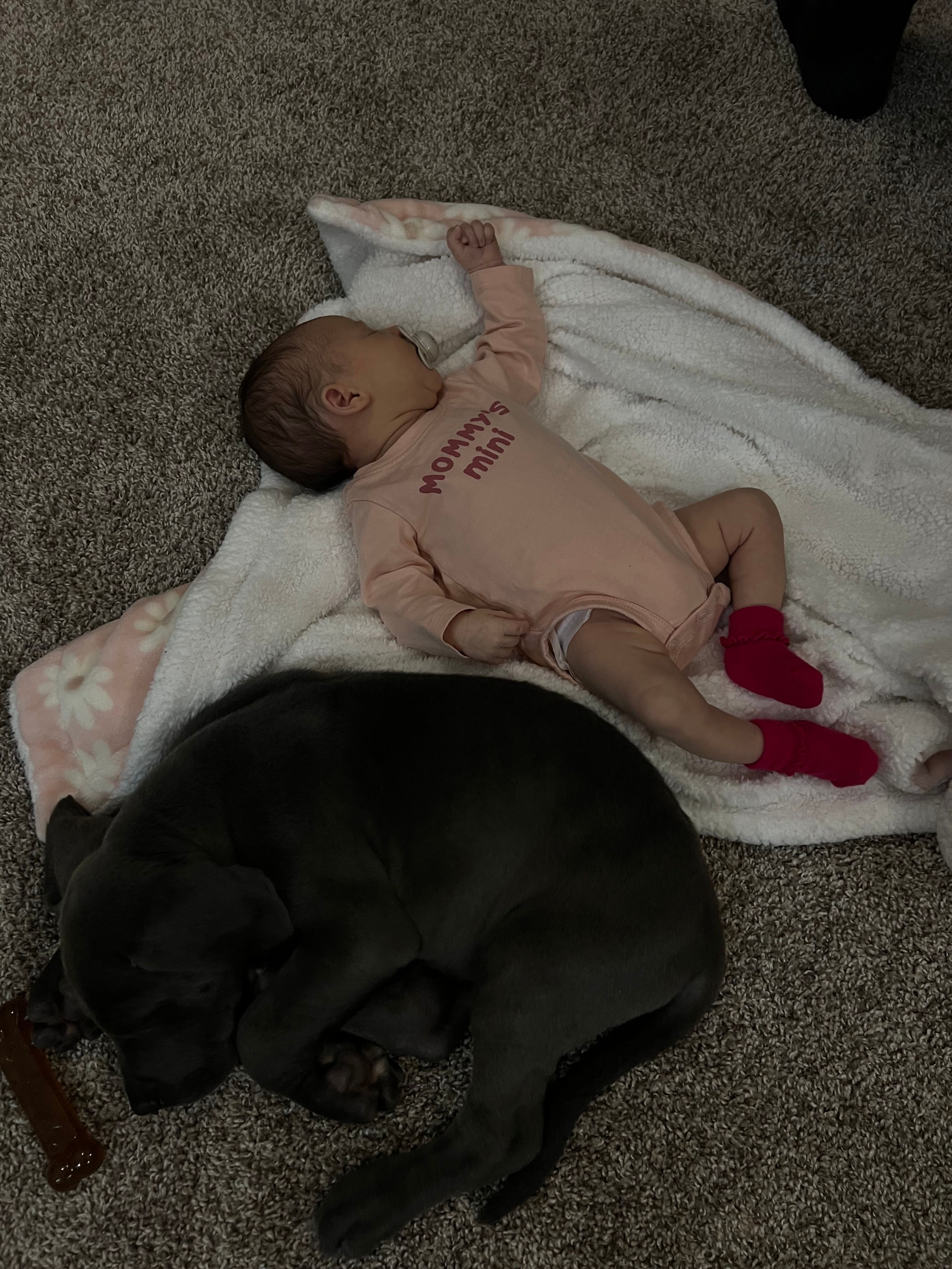 Blue males – Great Dane puppy for sale in Coalmont, TN