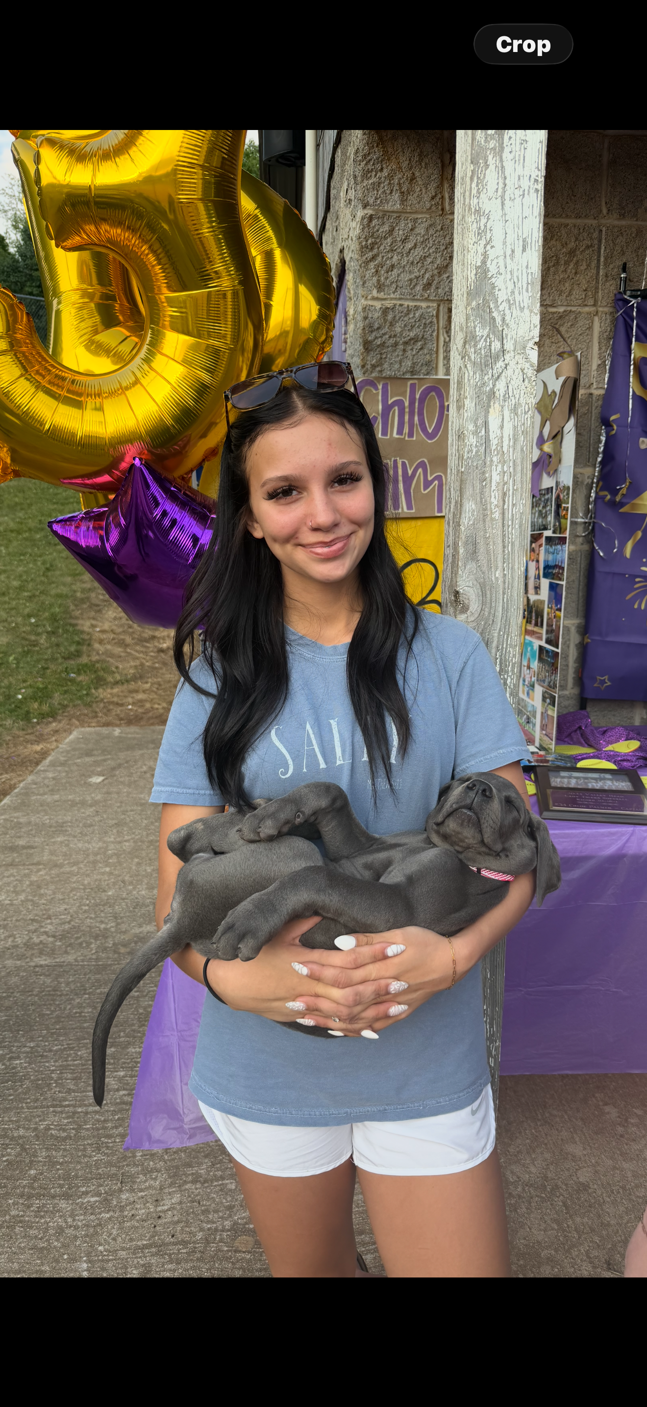 Blue  – Great Dane puppy for sale in Coalmont, TN