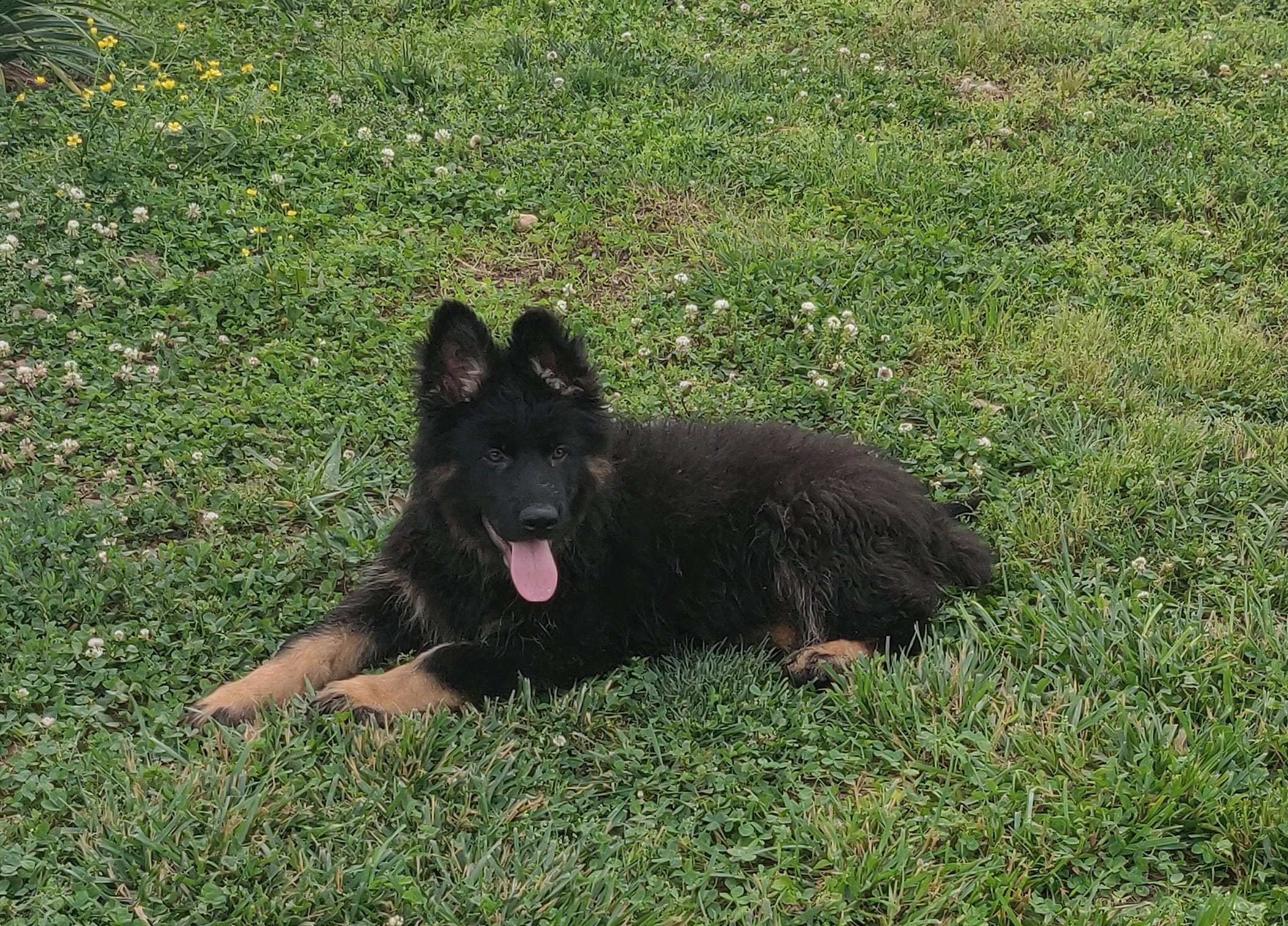Black Collar Male – German Shepherd Dog puppy for sale in Couch, MO