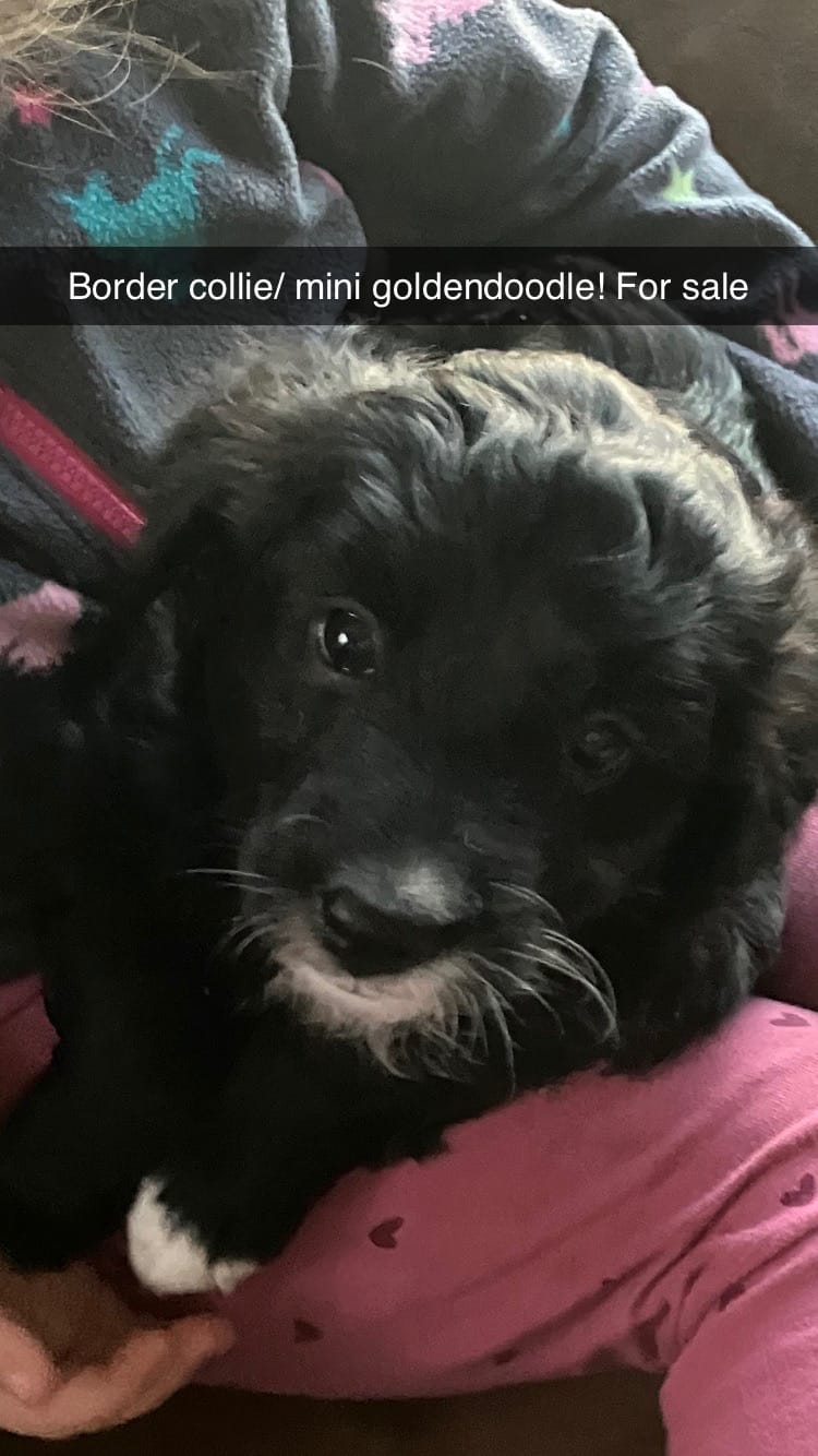 Midnight – Bordoodle, Miniature Goldendoodle puppy for sale in Green Bay, WI