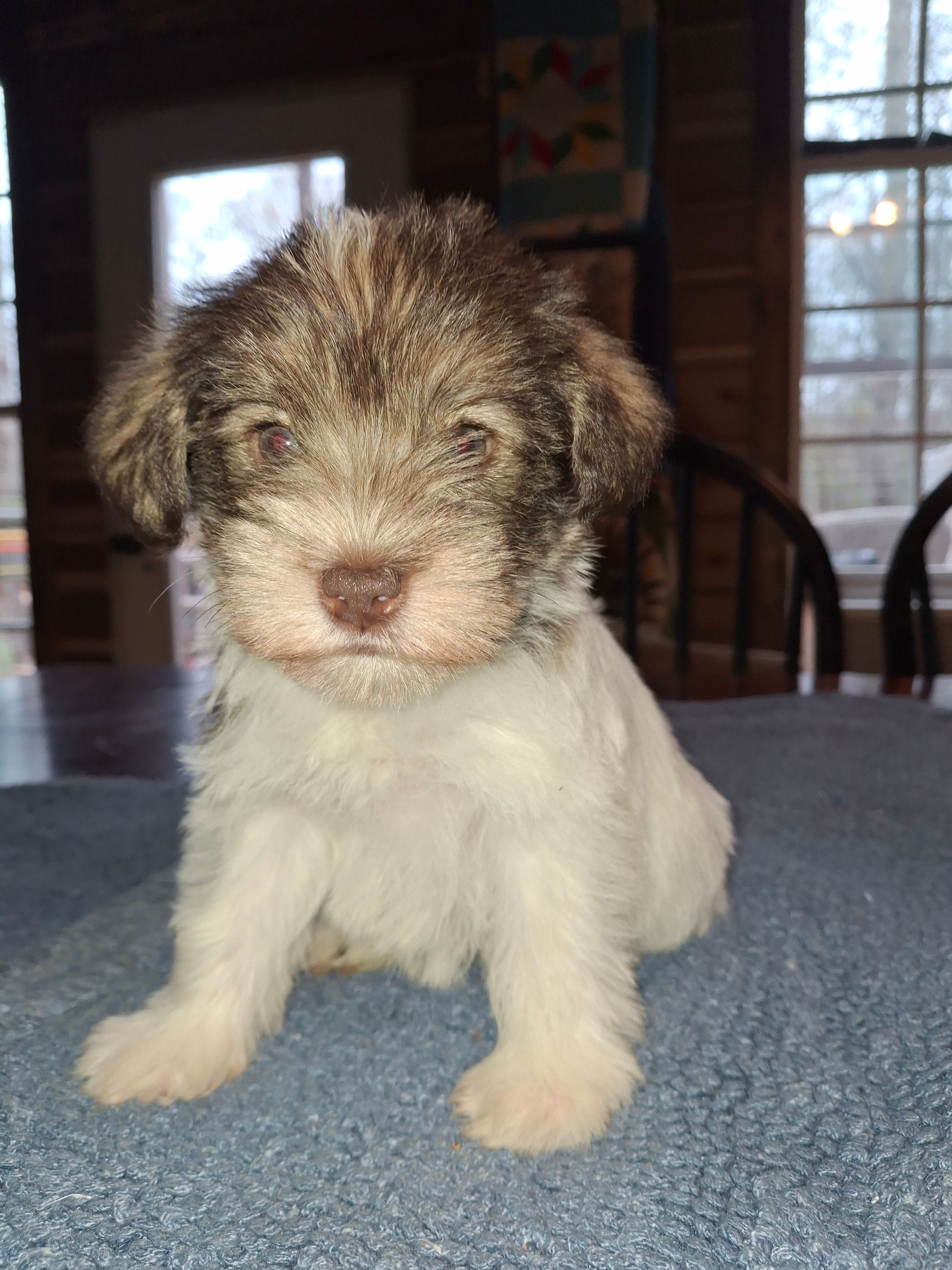 Suzzie – Miniature Schnauzer puppy for sale in Carnesville, GA