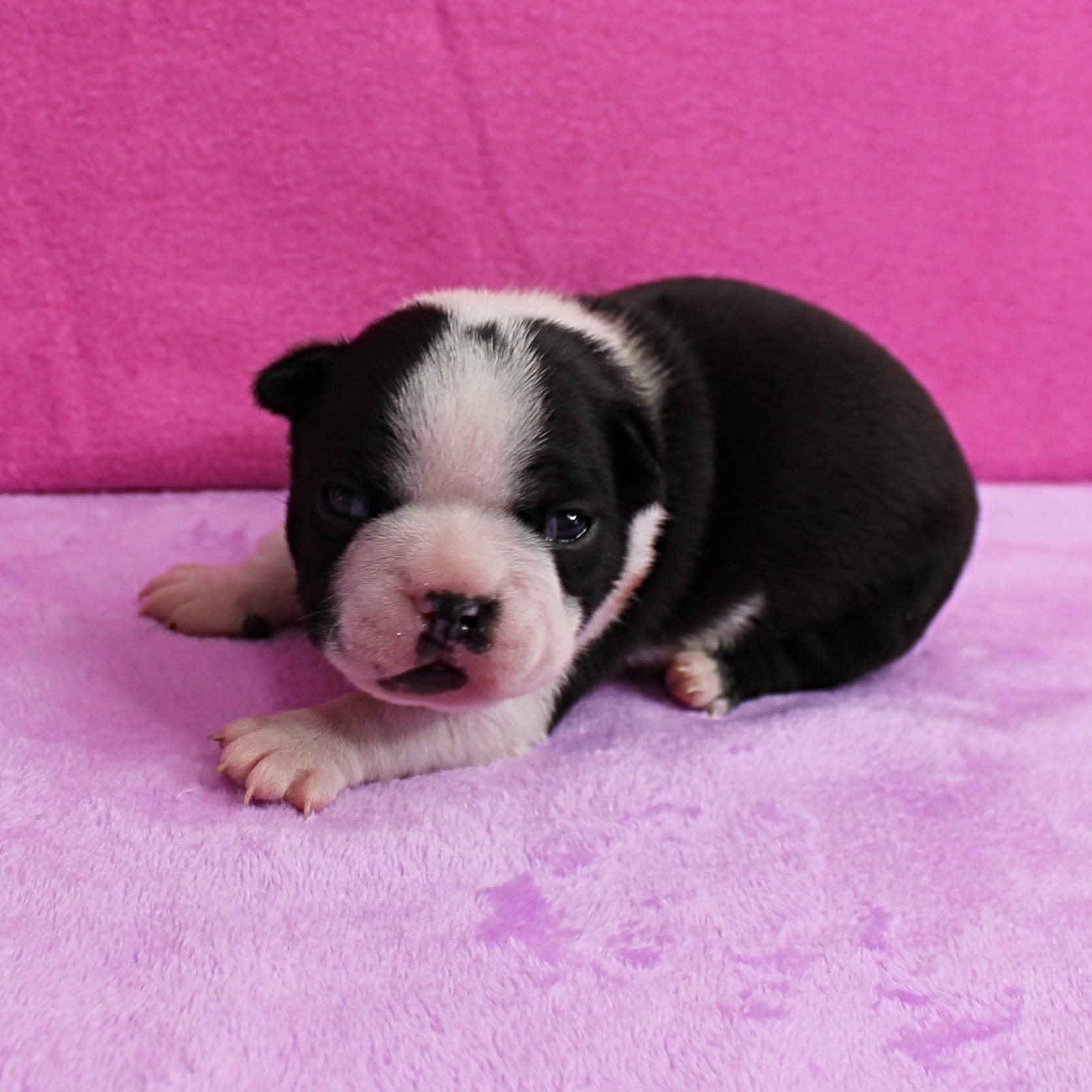AKC Pumpkin's Female Puppy 1 – Boston Terrier puppy for sale in Mount Olive, NC