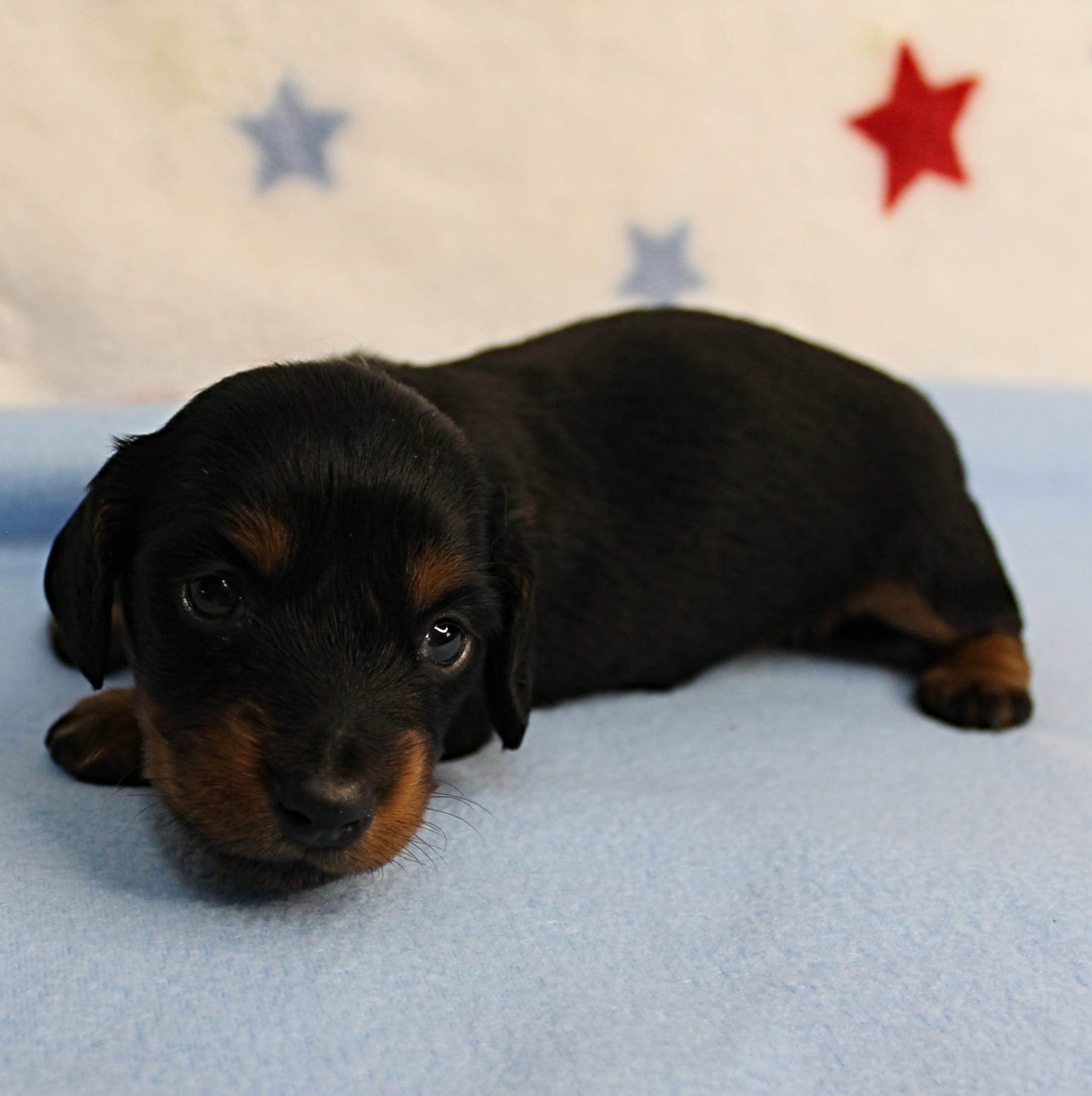 AKC Sallie's Black & Tan, Long Coat Female Puppy 1 – Miniature Dachshund puppy for sale in Mount Olive, NC