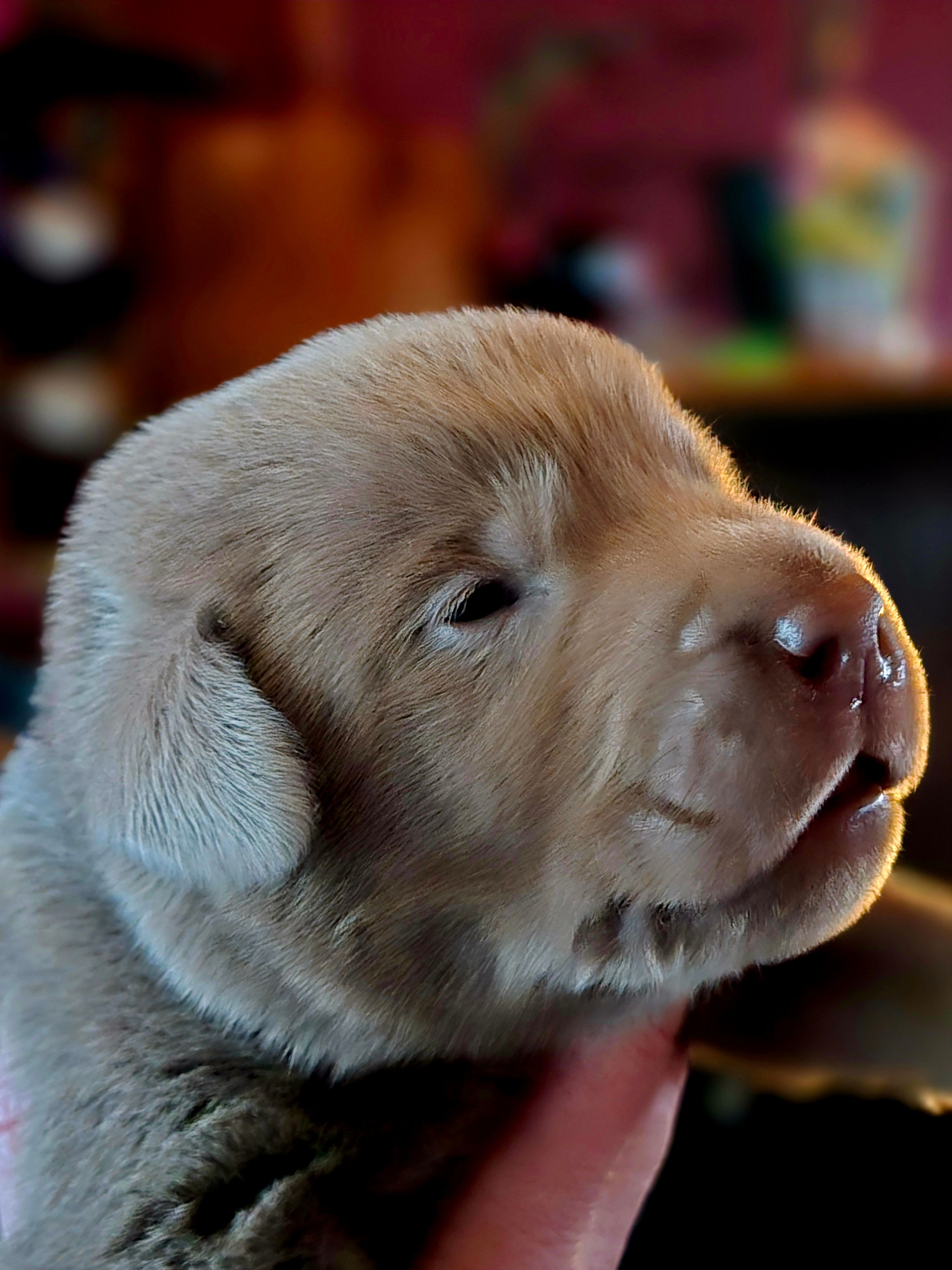 Jack black – Labrador Retriever puppy for sale in Cle Elum, WA