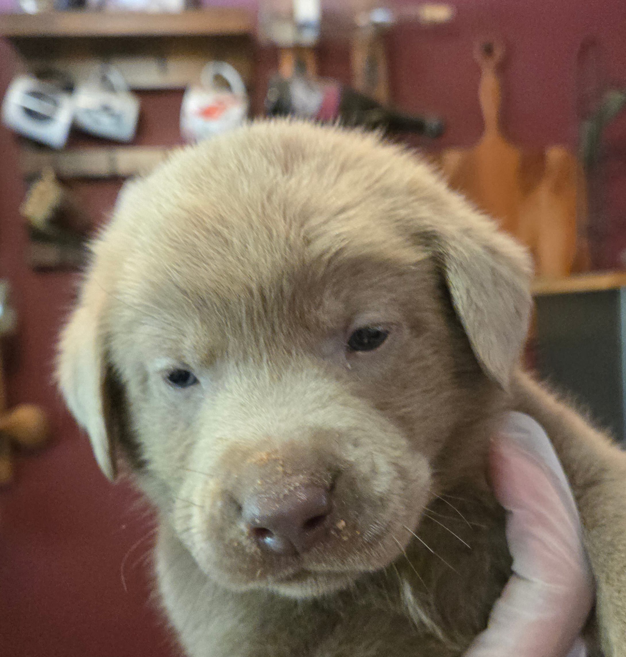 Daffy yellow – Labrador Retriever puppy for sale in Cle Elum, WA