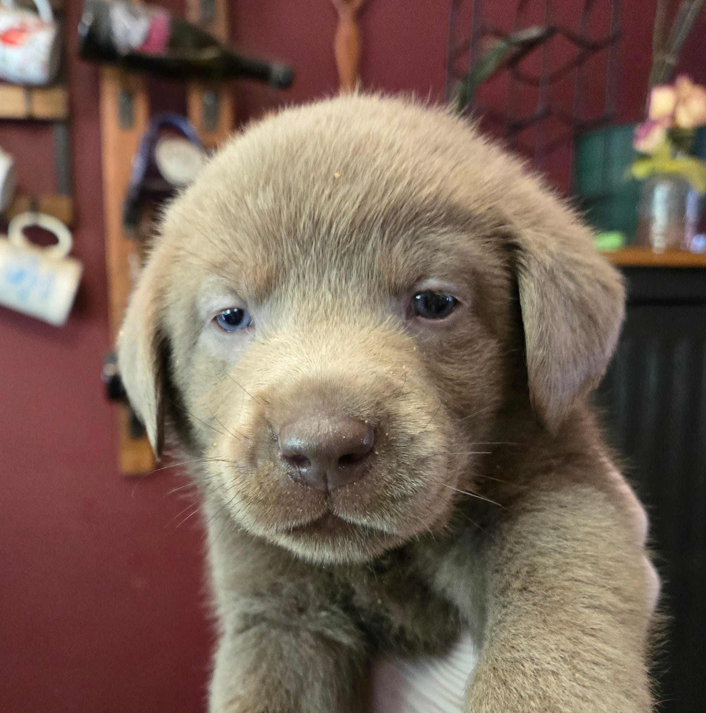 Hunter orange  – Labrador Retriever puppy for sale in Cle Elum, WA