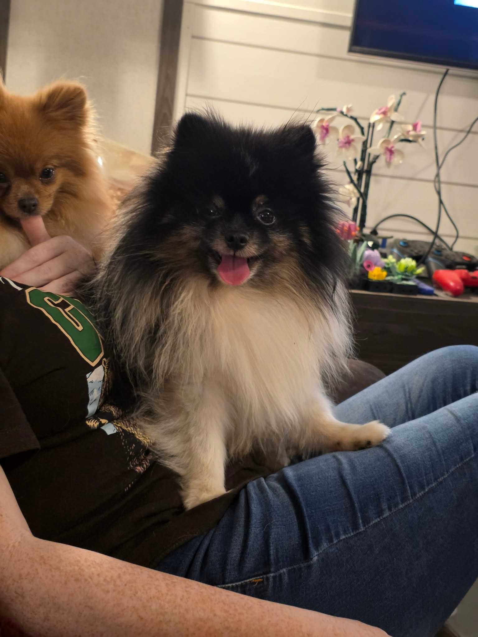 Cheefee – Pomeranian puppy for sale in Smithville, TX