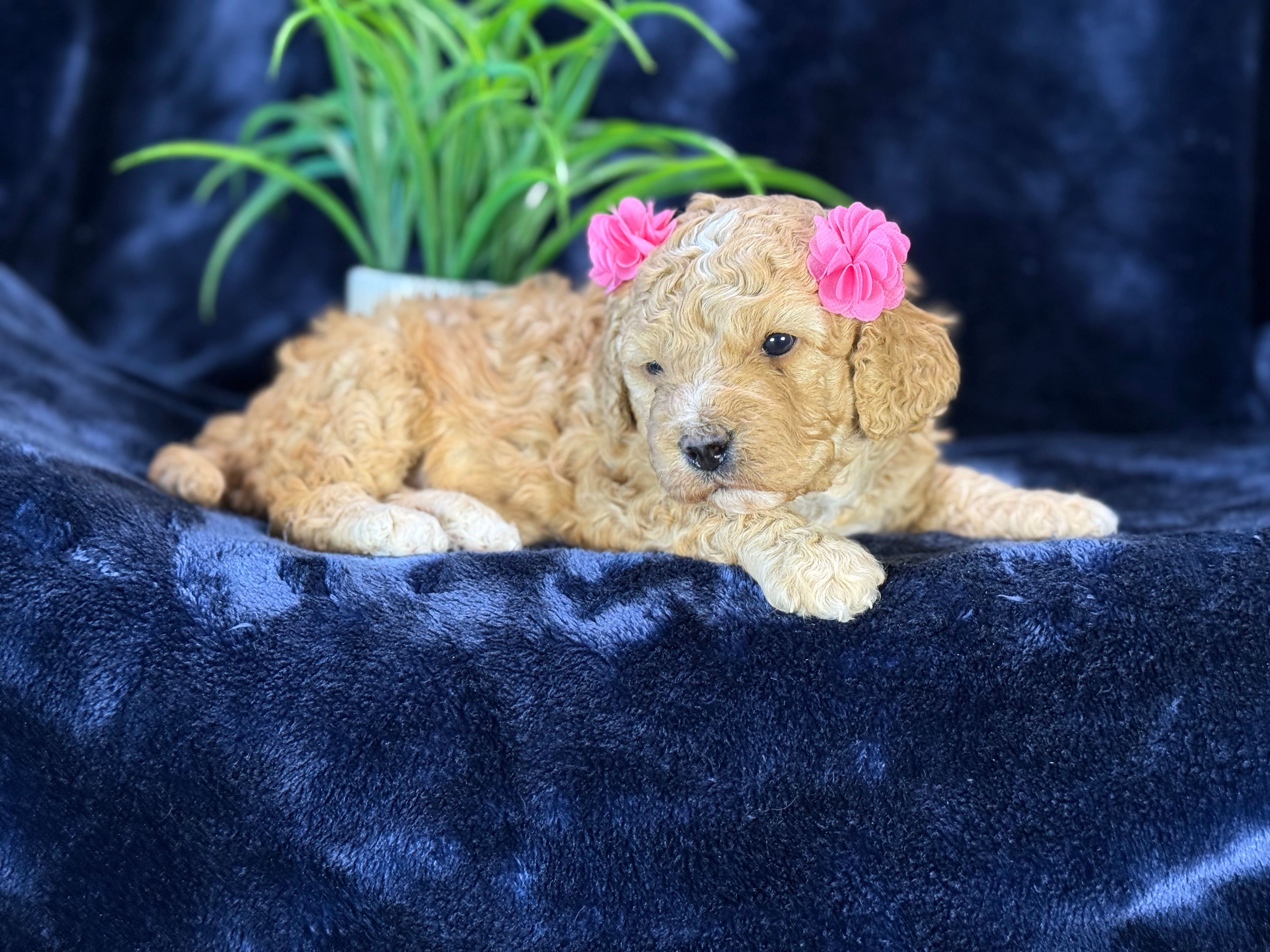 Claire – Poodle - Miniature , Cavachon puppy for sale in Center Ridge, AR