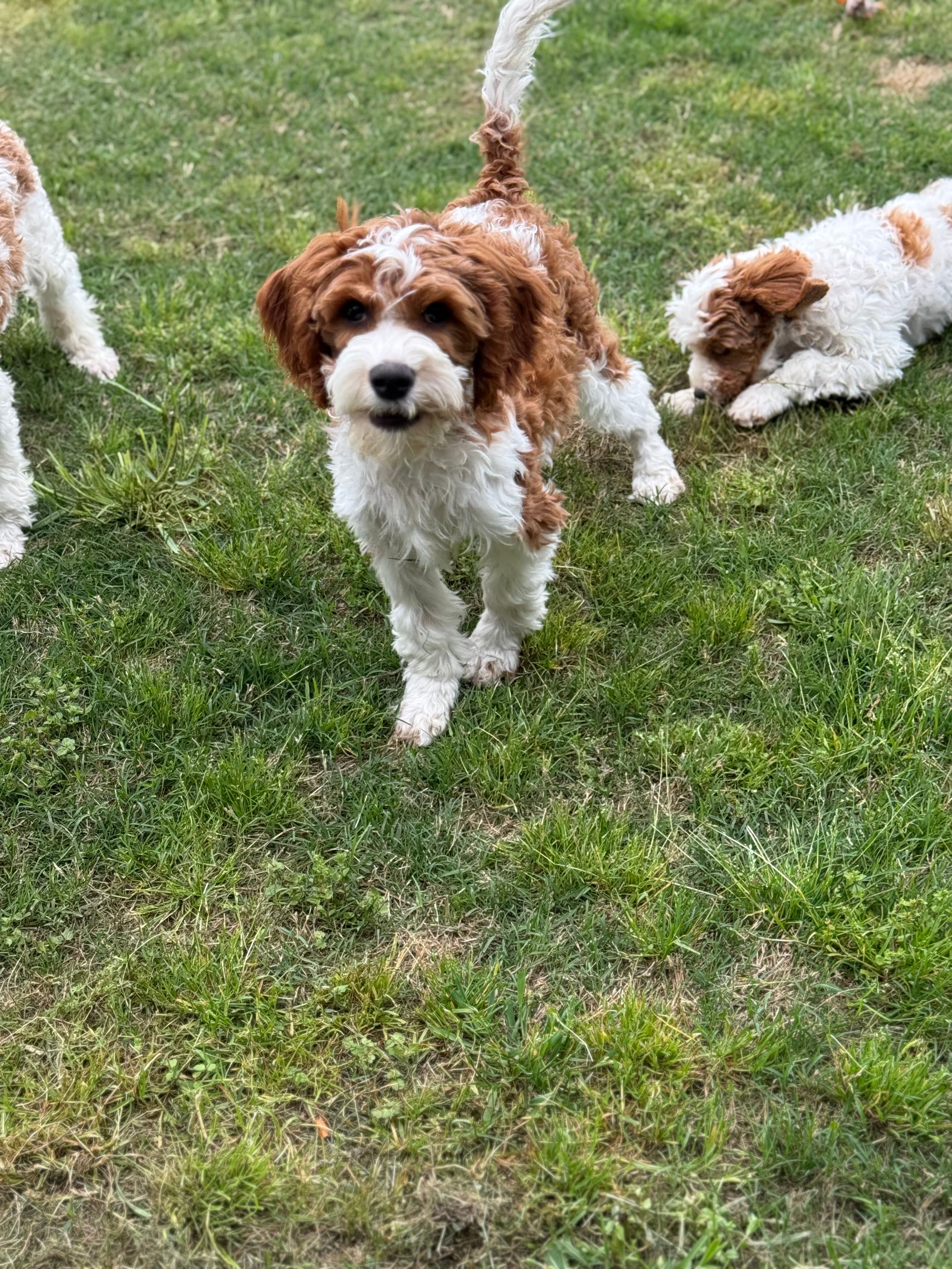 Pine – Cavapoo puppy for sale in Center Ridge, AR