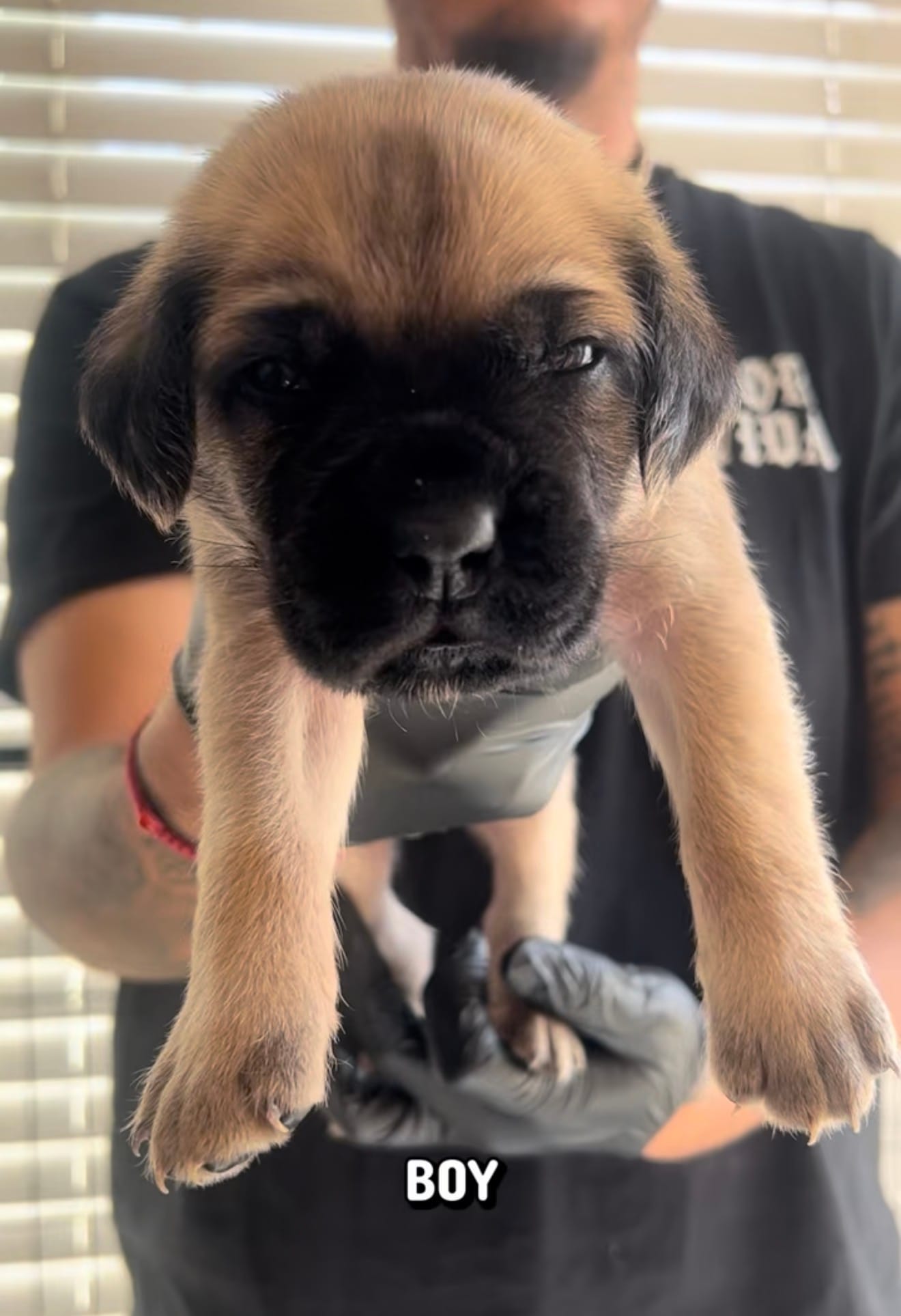 Cane corso boy 07 – Cane Corso puppy for sale in Moreno Valley, CA