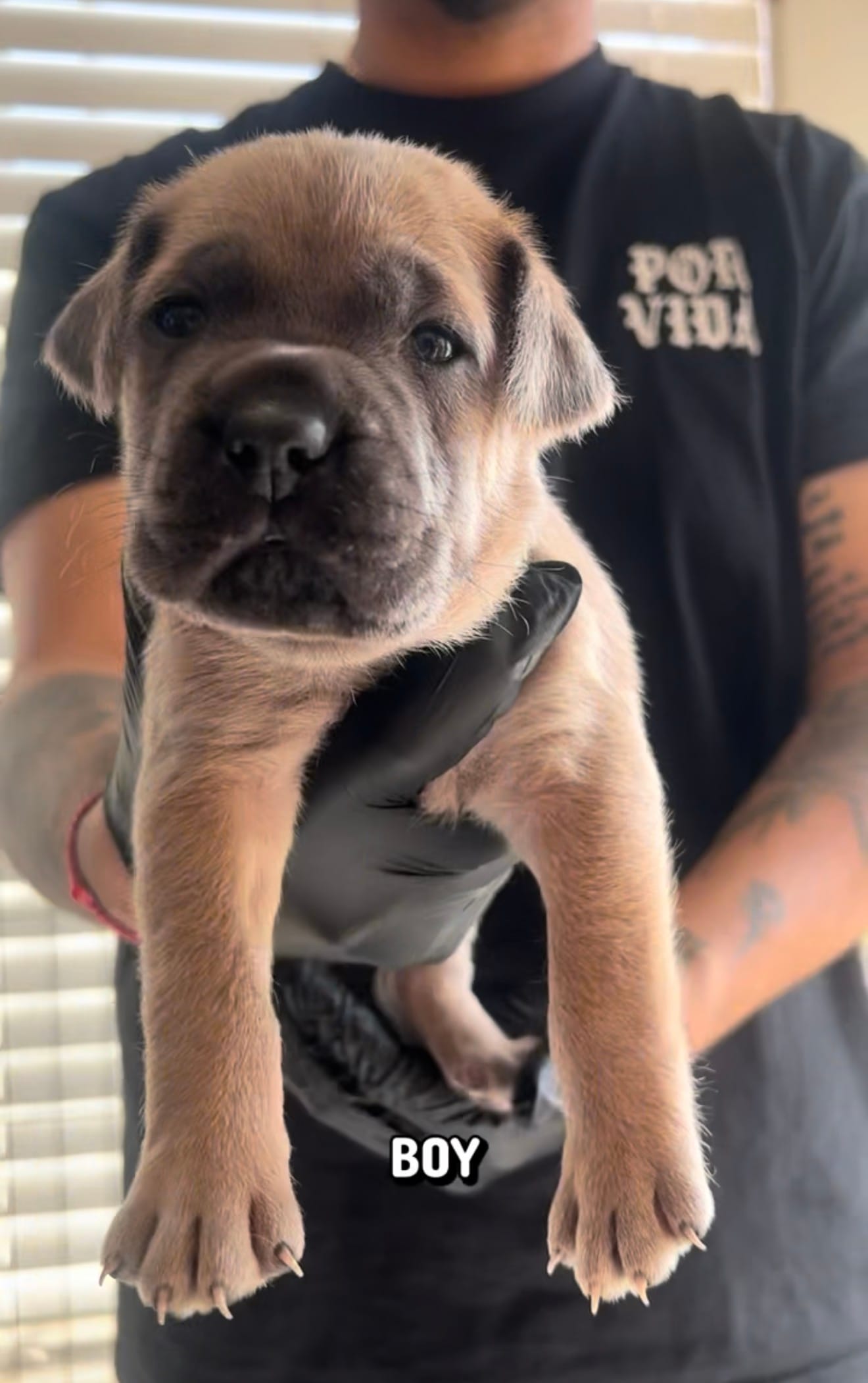 Cane corso boy 08 – Cane Corso puppy for sale in Moreno Valley, CA