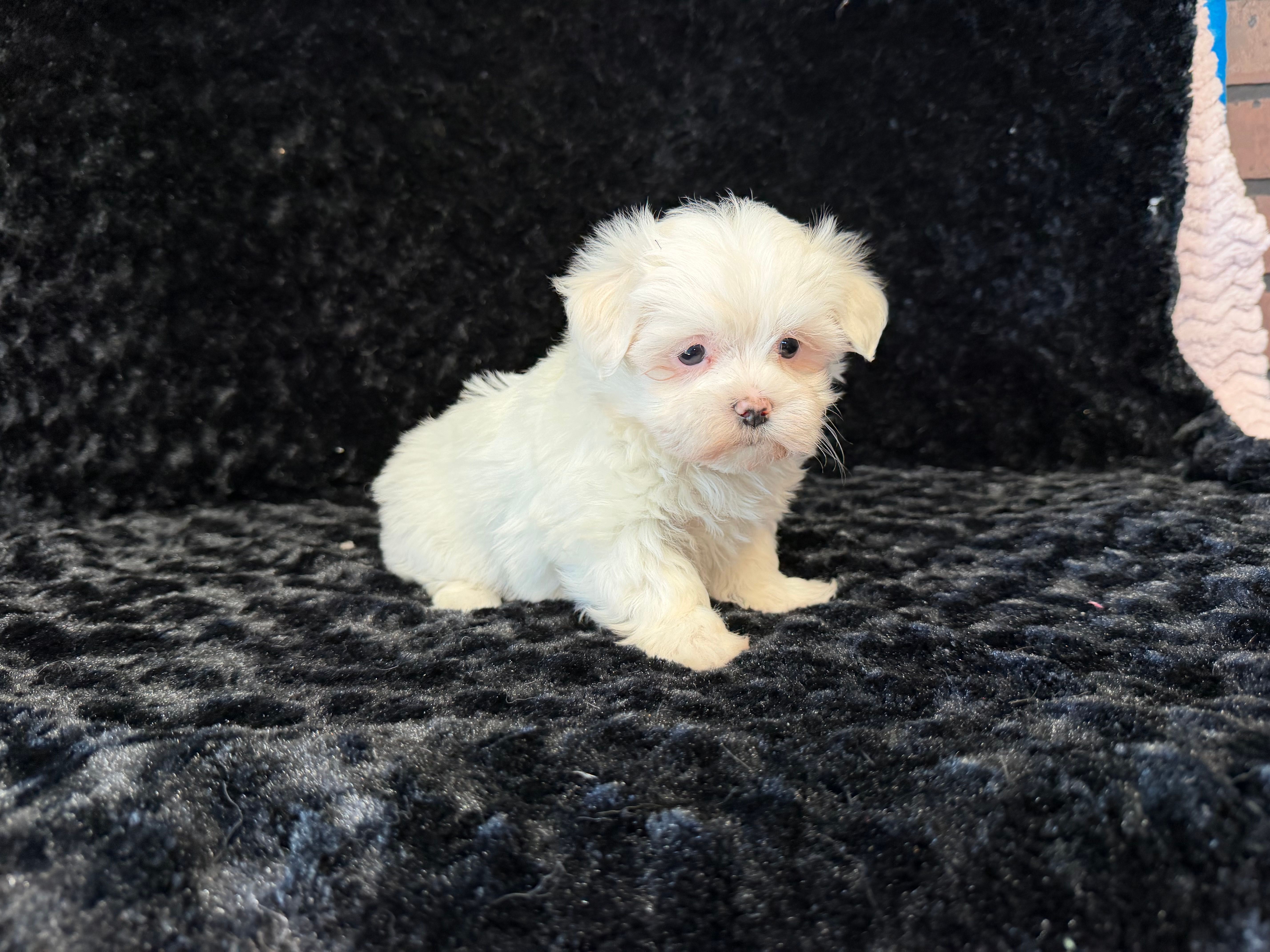 Poppy – Maltese puppy for sale in Deepwater, MO