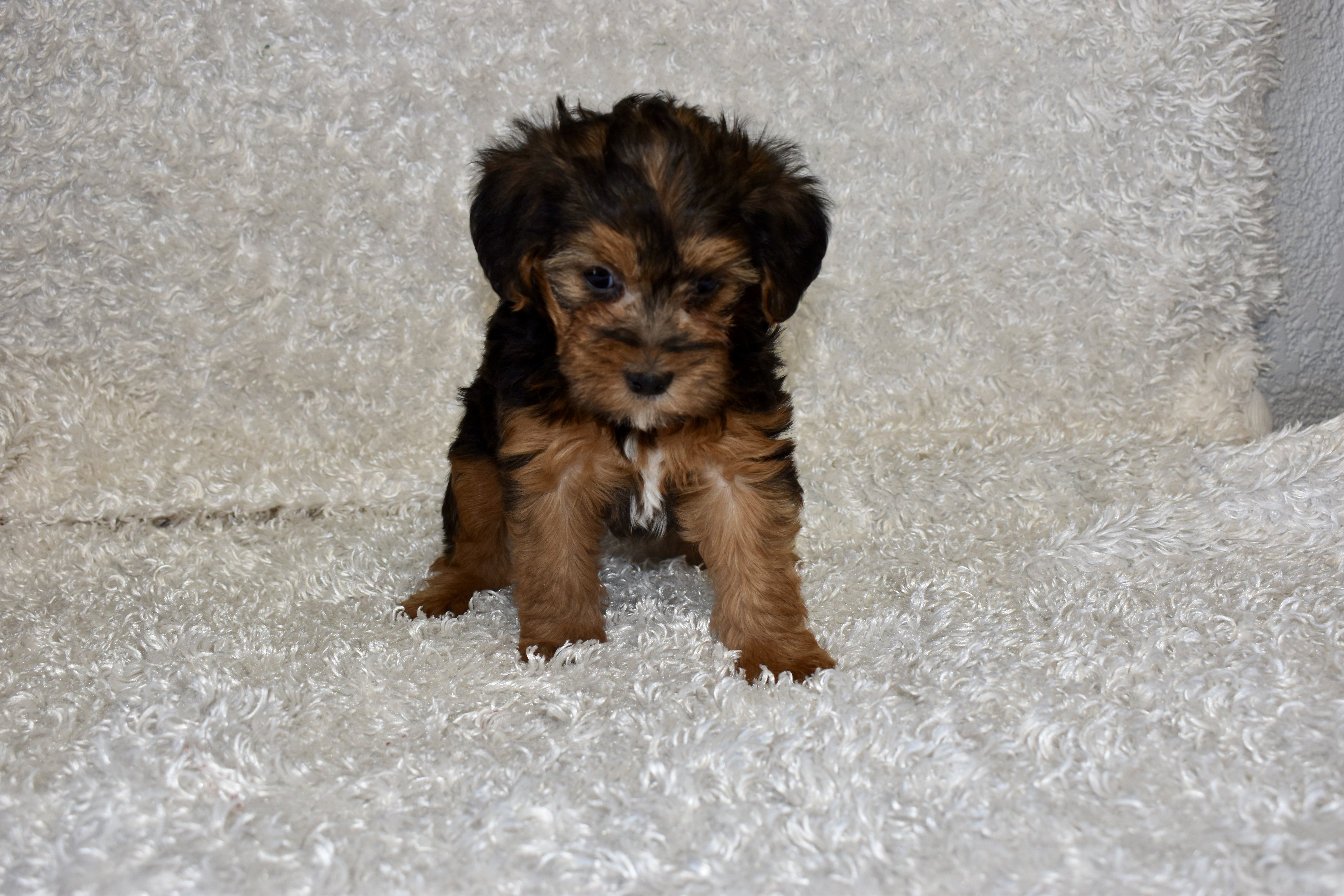 Raven – Yorkipoo puppy for sale in Deepwater, MO