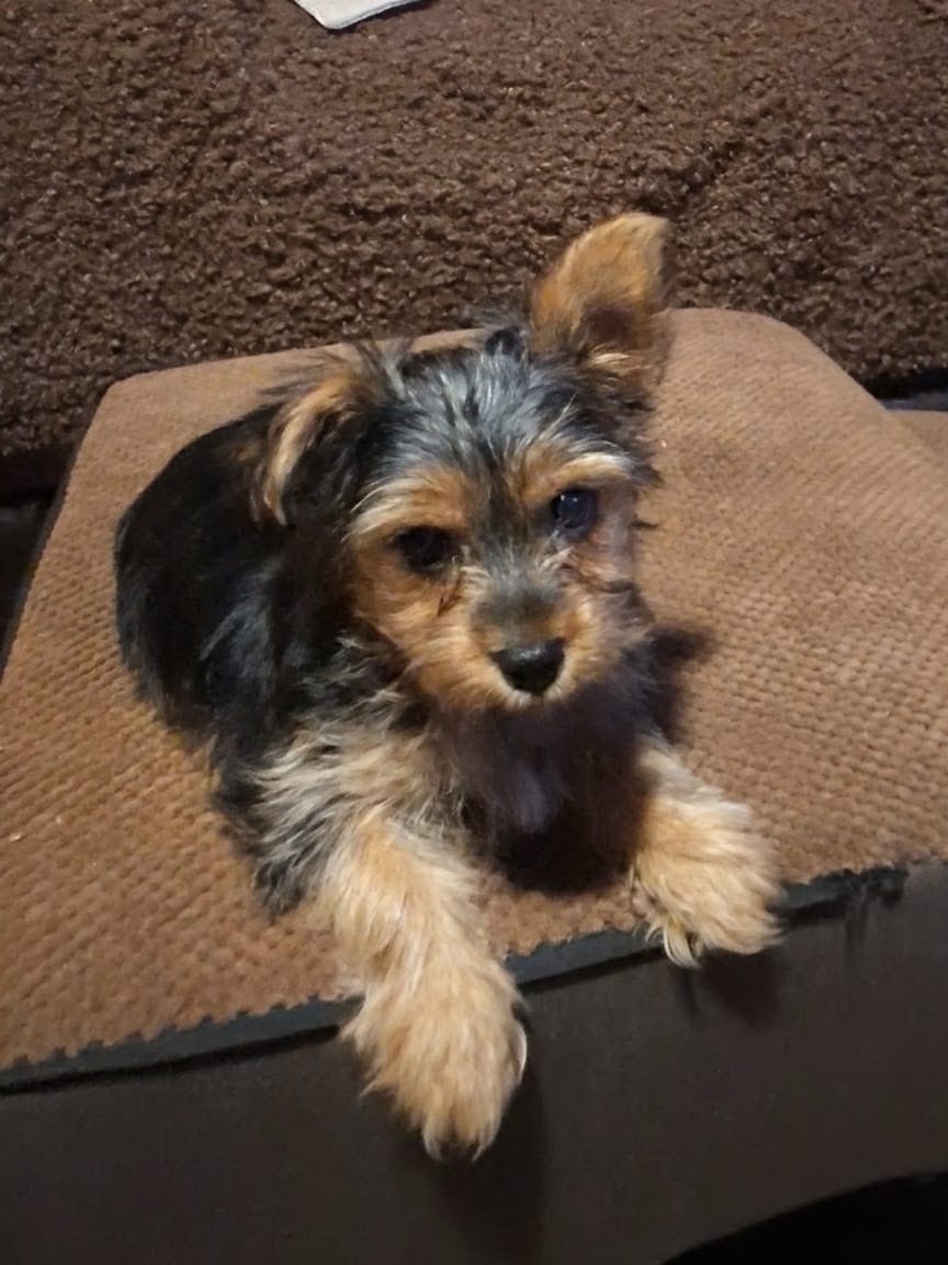 Baxter – Yorkshire Terrier puppy for sale in Banks, AL