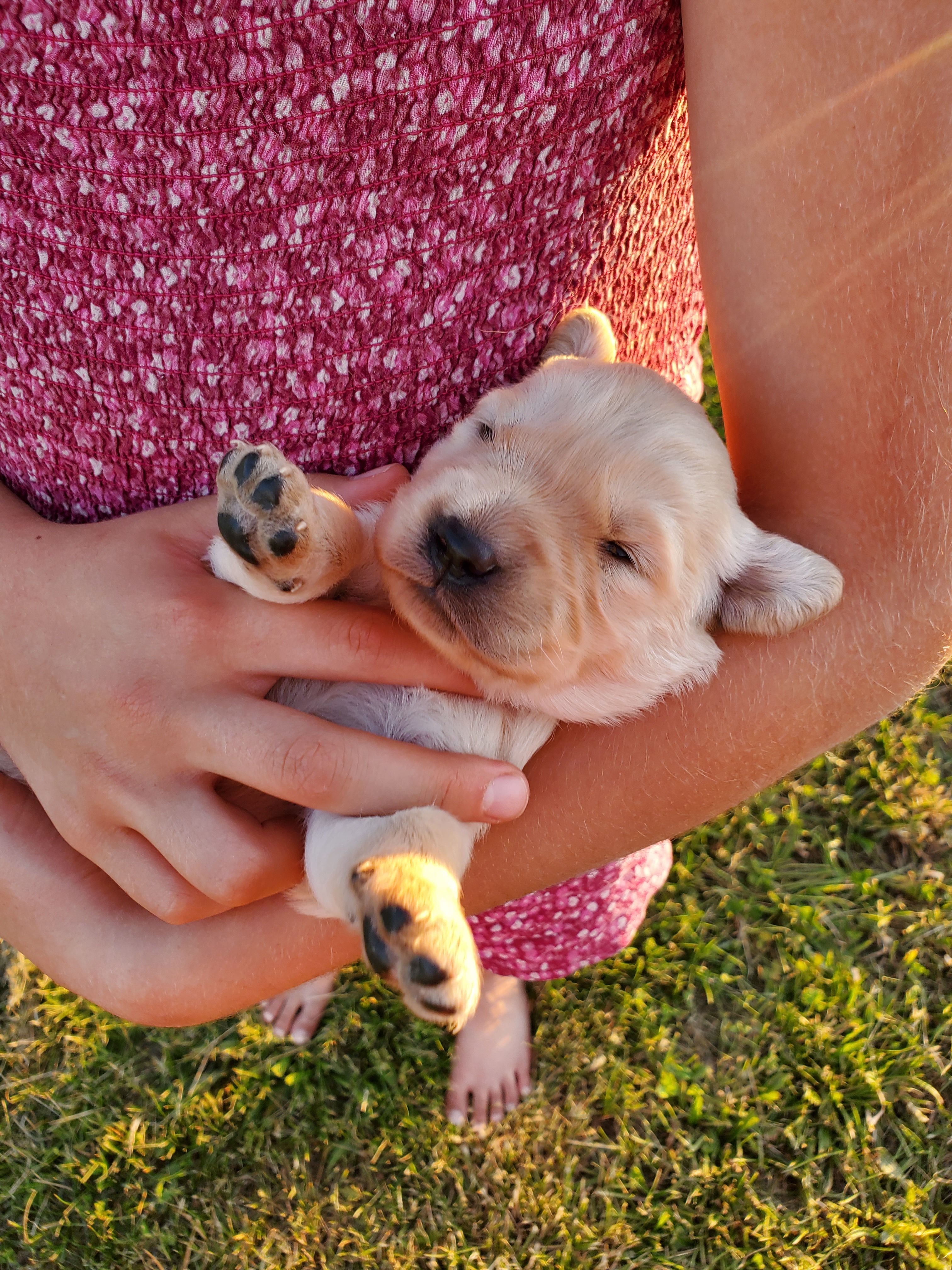 Willow – Golden Retriever puppy for sale in Barrington, IL