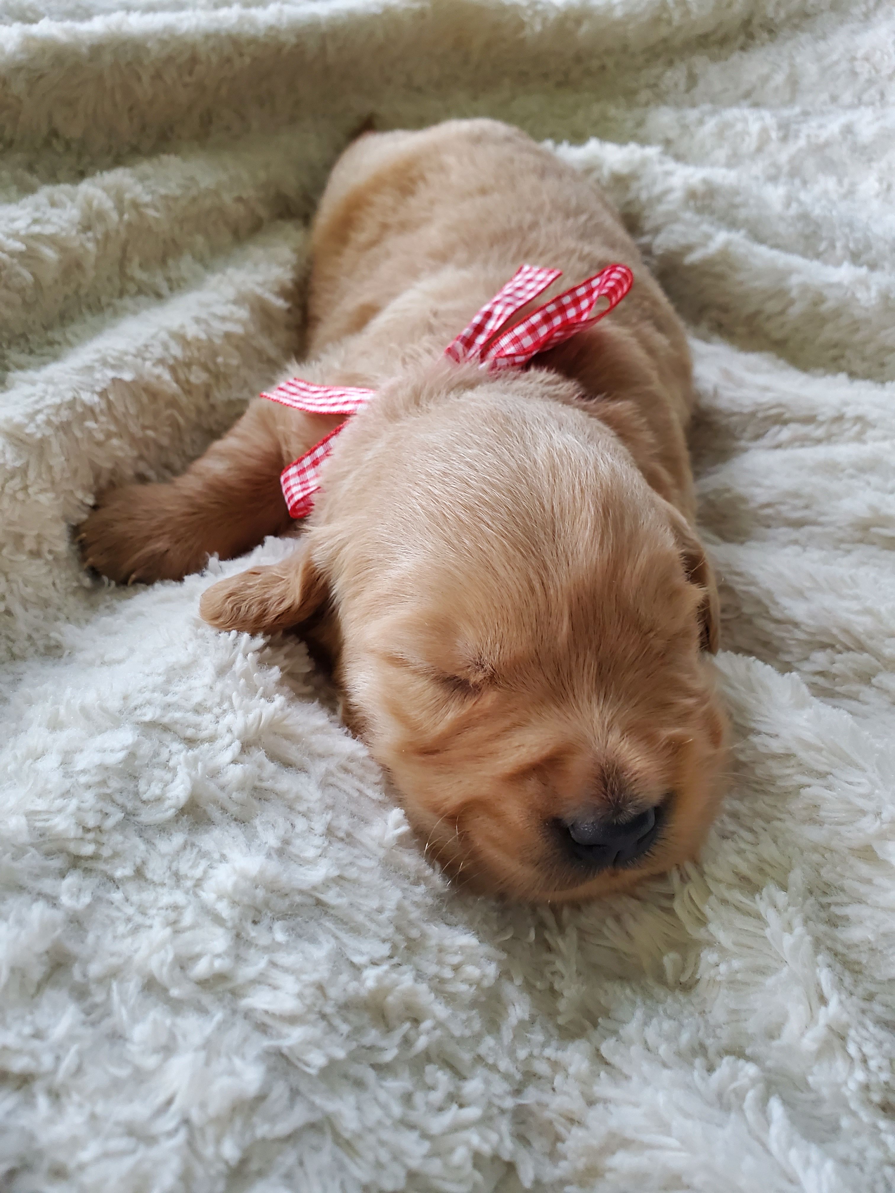 Charlotte – Golden Retriever puppy on hold in Barrington, IL