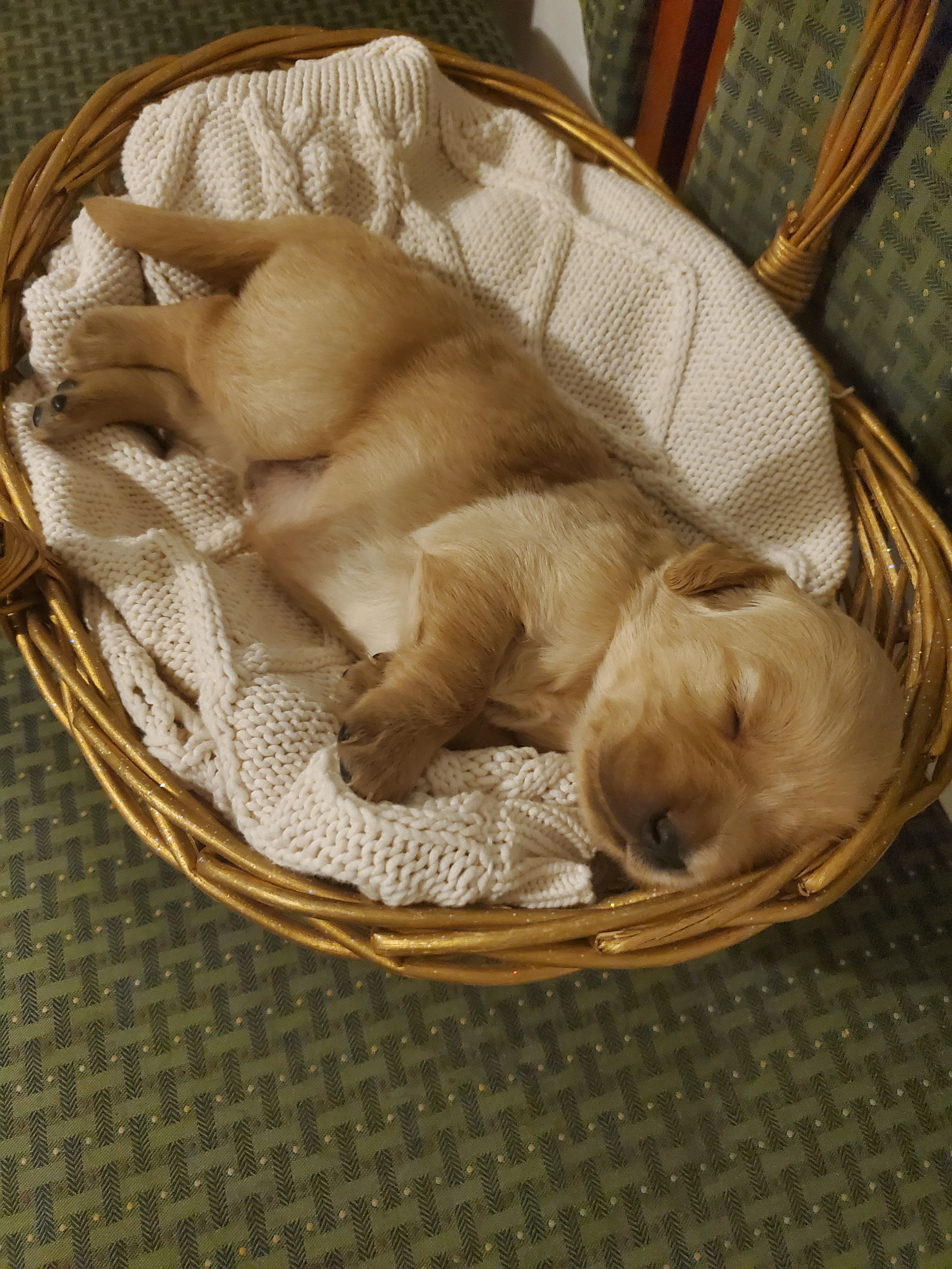 Louie – Golden Retriever puppy on hold in Barrington, IL