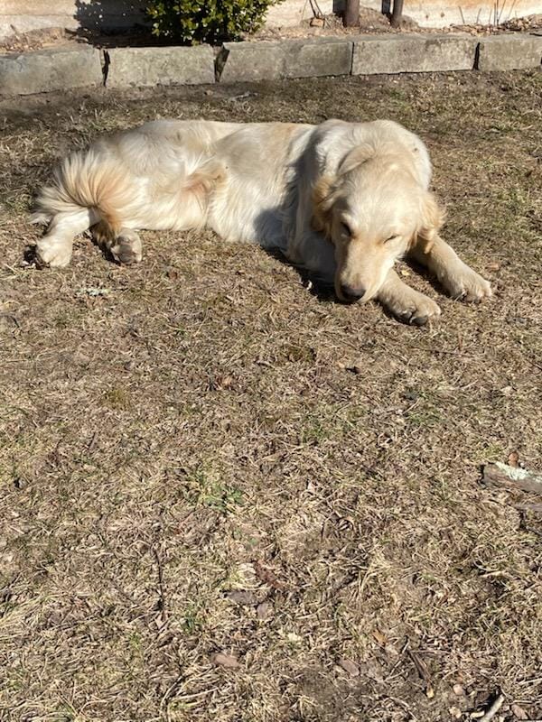 Riley  – Golden Retriever, English Cream Golden Retriever puppy for sale in Springfield, MO