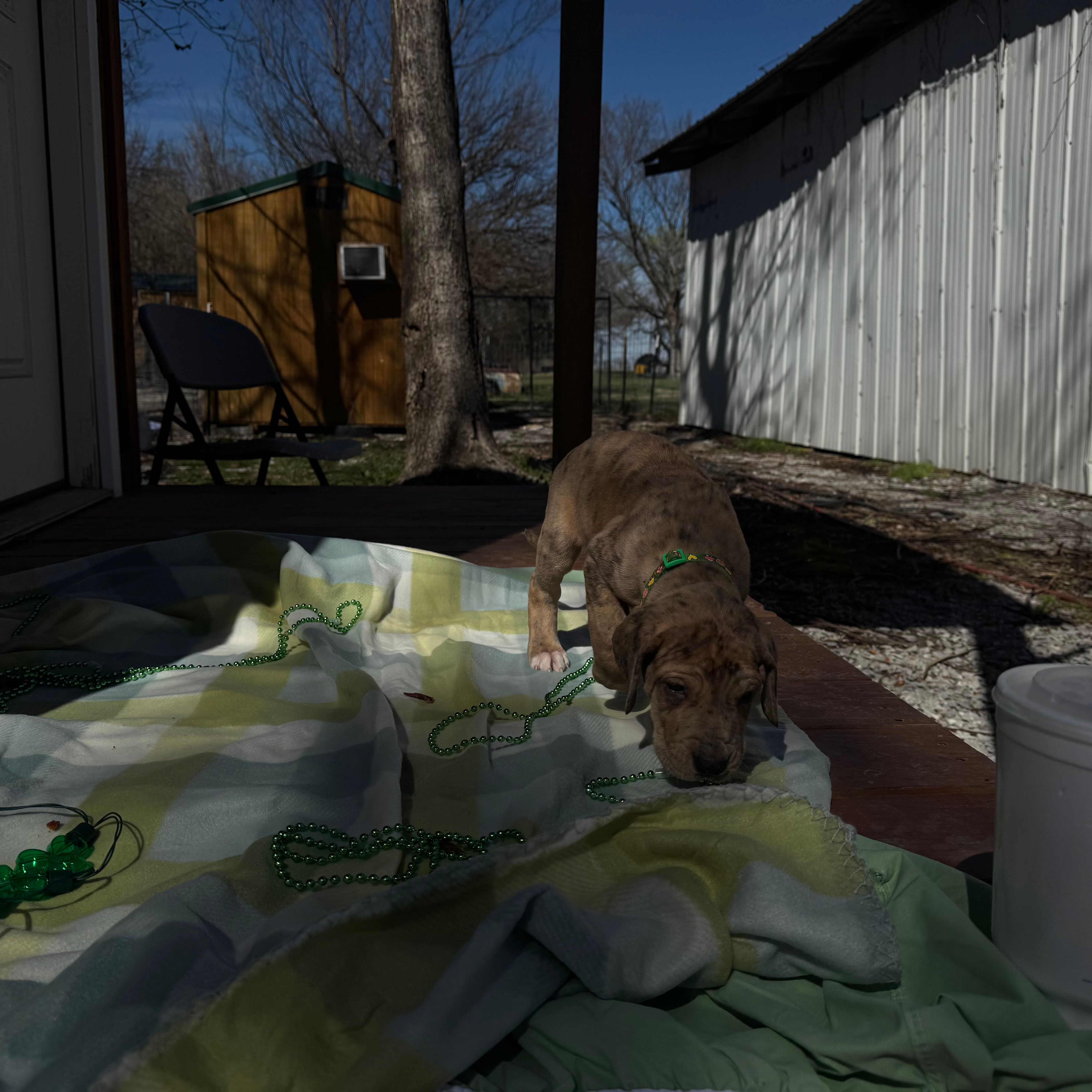 Green collar – Great Dane puppy for sale in Webb City, MO