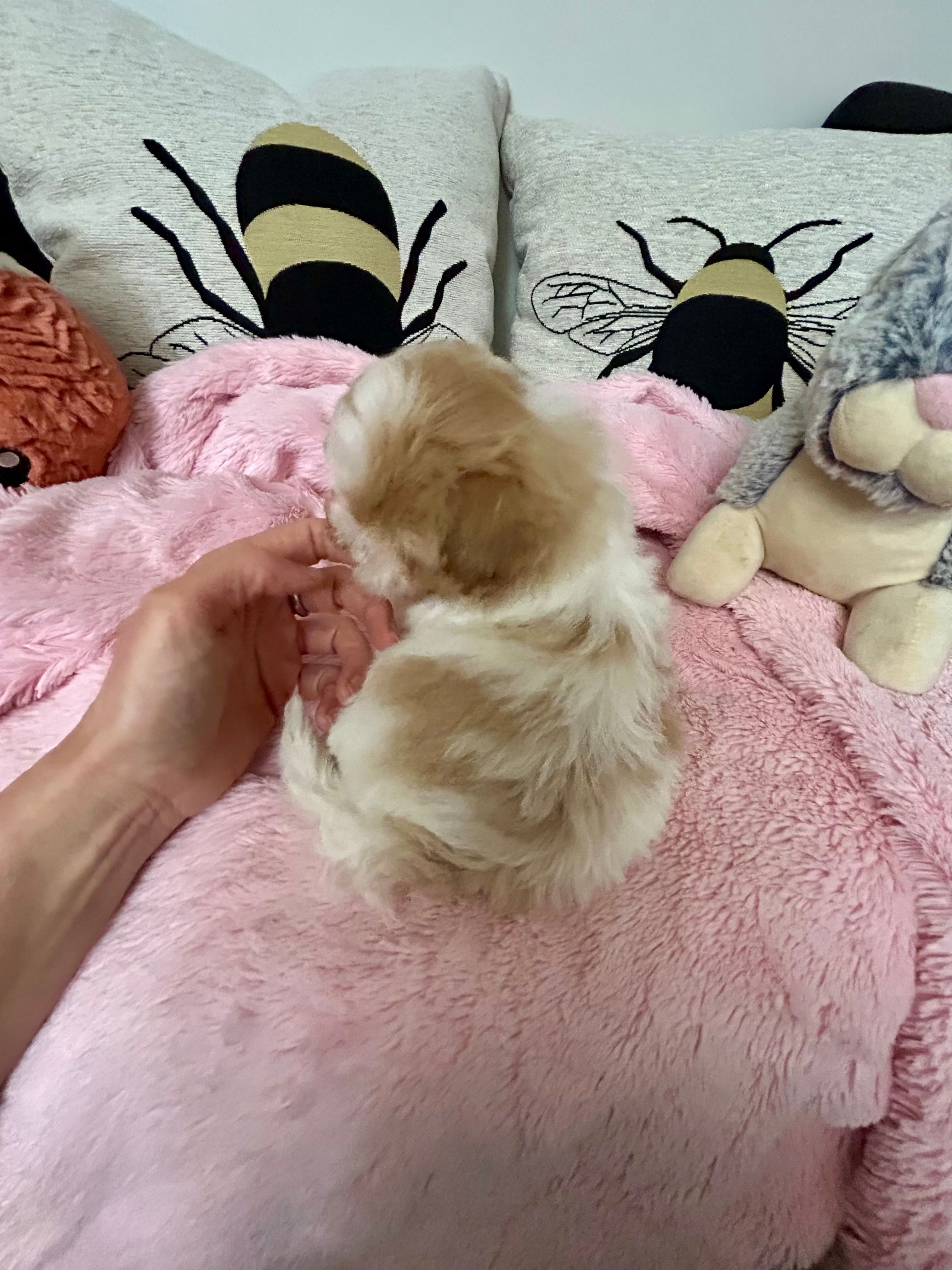 Valentine – Maltipoo puppy for sale in Saint Johns, MI