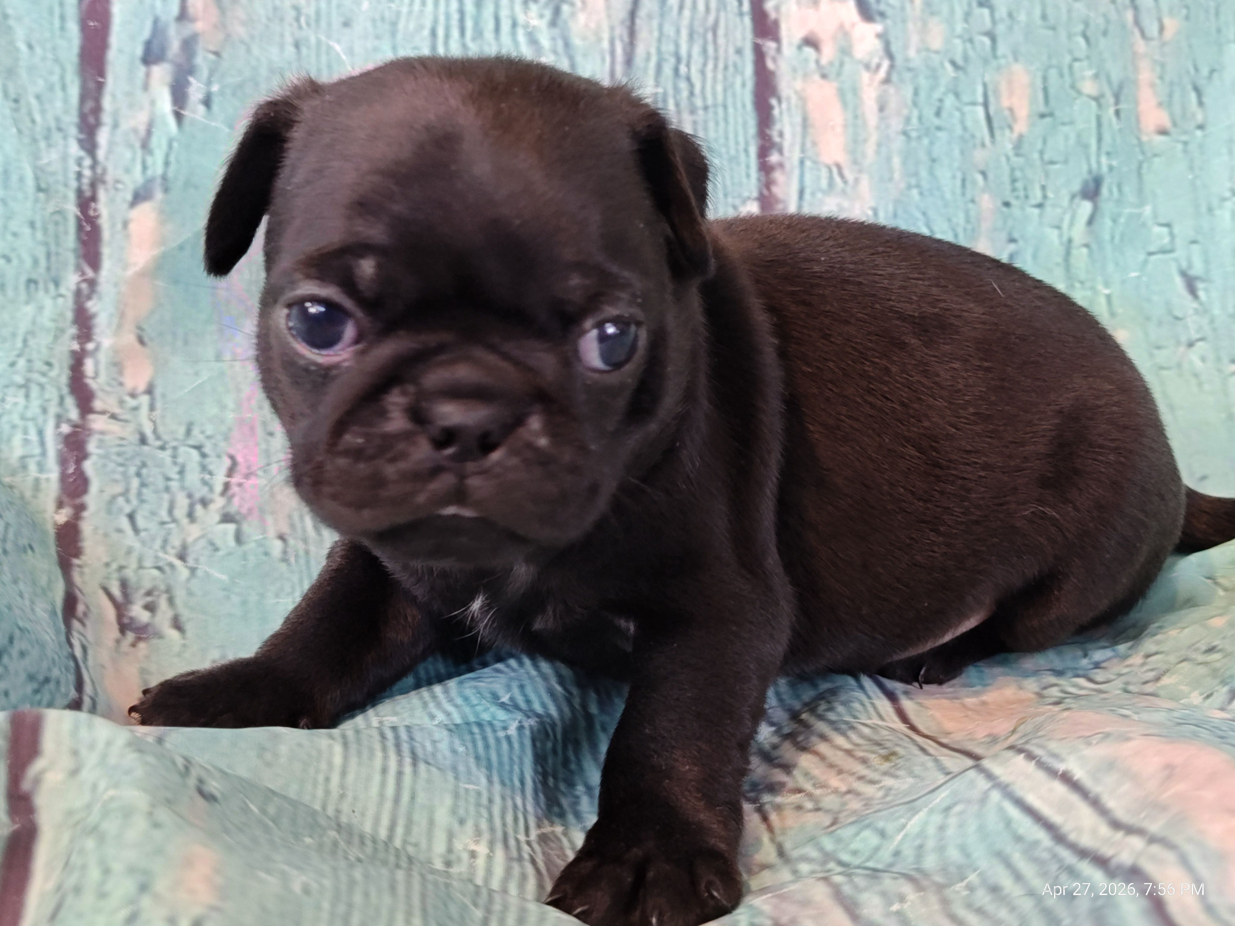 Hubert – Pug puppy for sale in Salina, KS