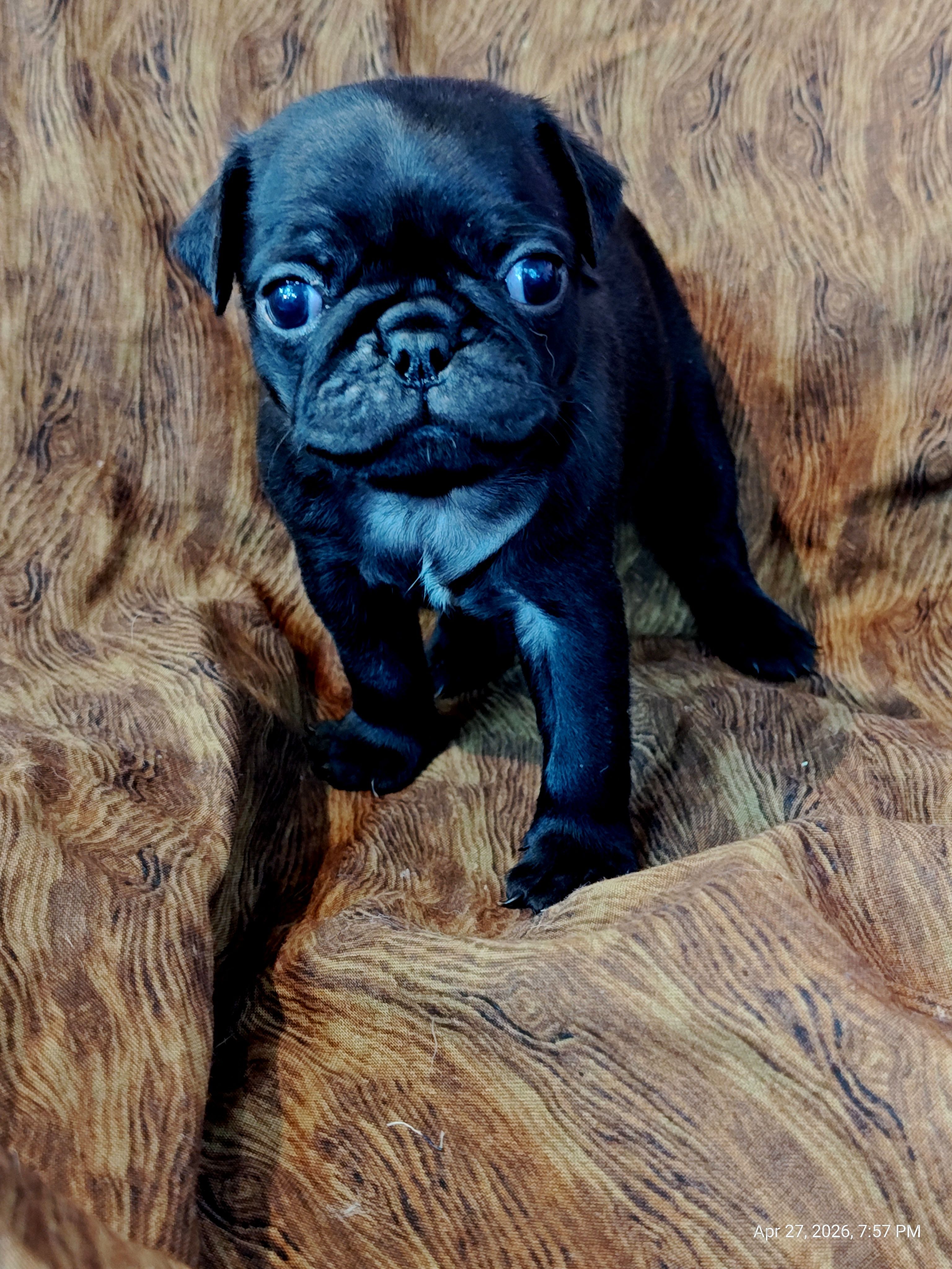 Ellis – Pug puppy for sale in Salina, KS