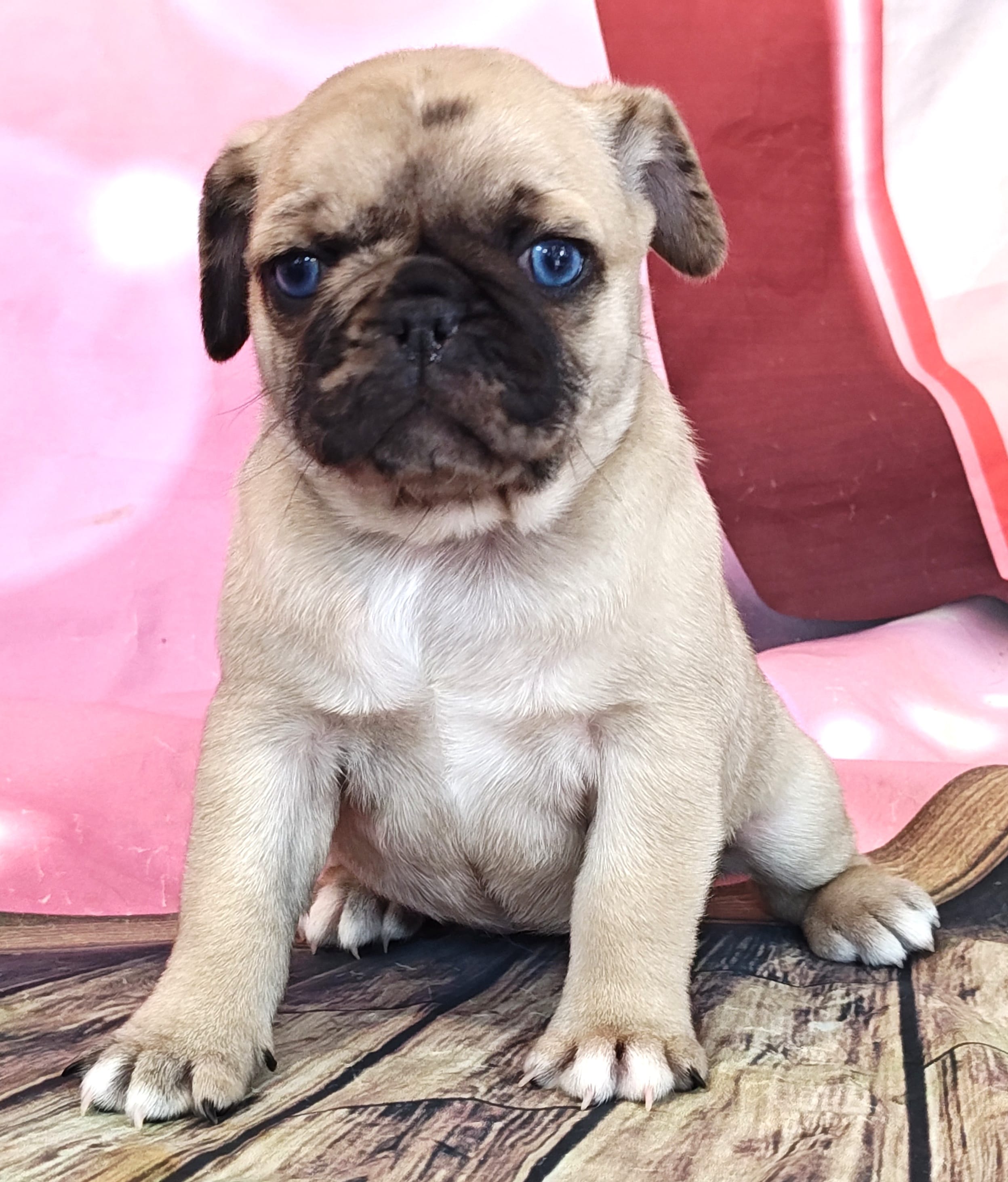 Mitten – Pug puppy for sale in Salina, KS