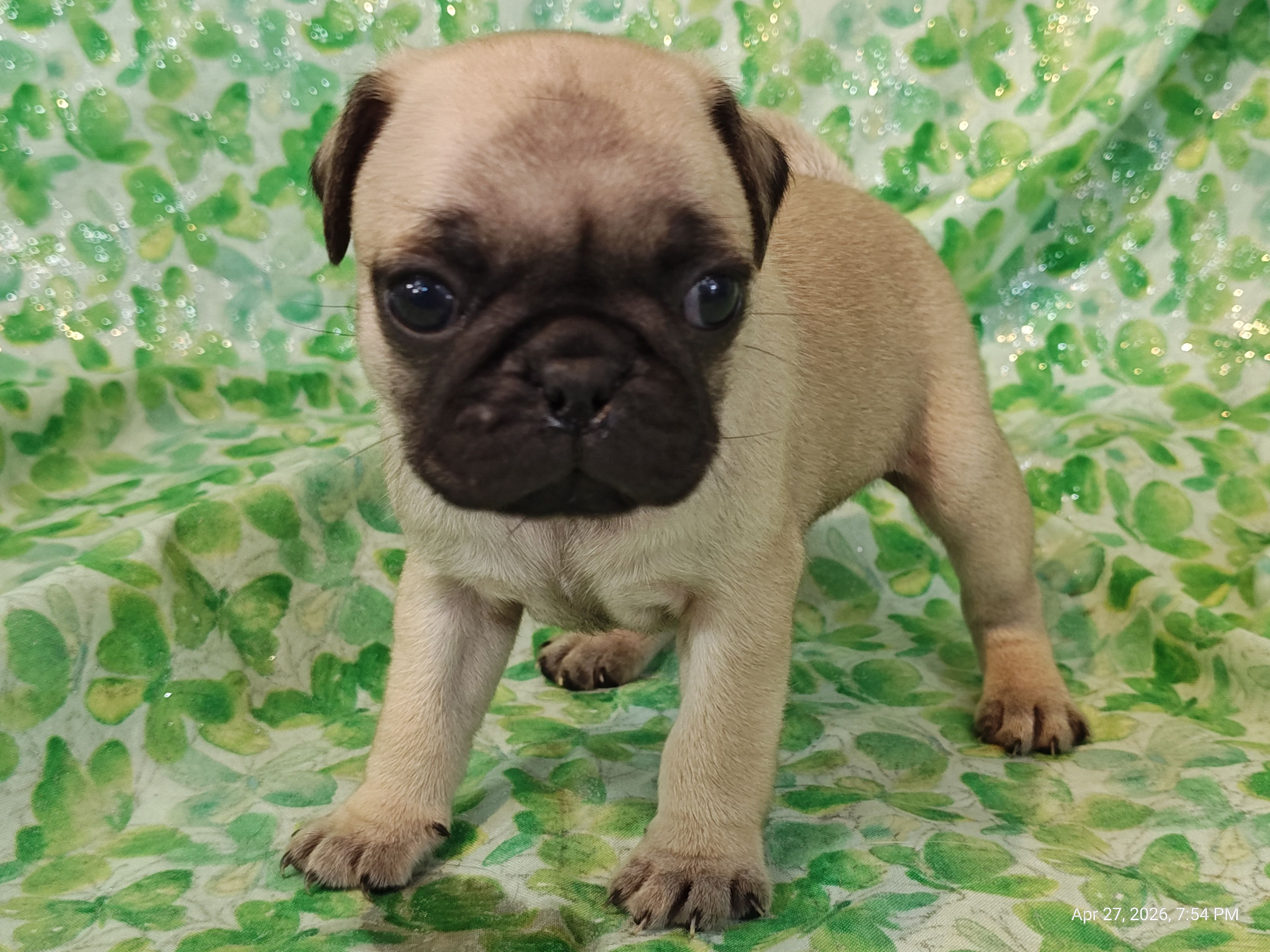 Merida  – Pug puppy for sale in Salina, KS