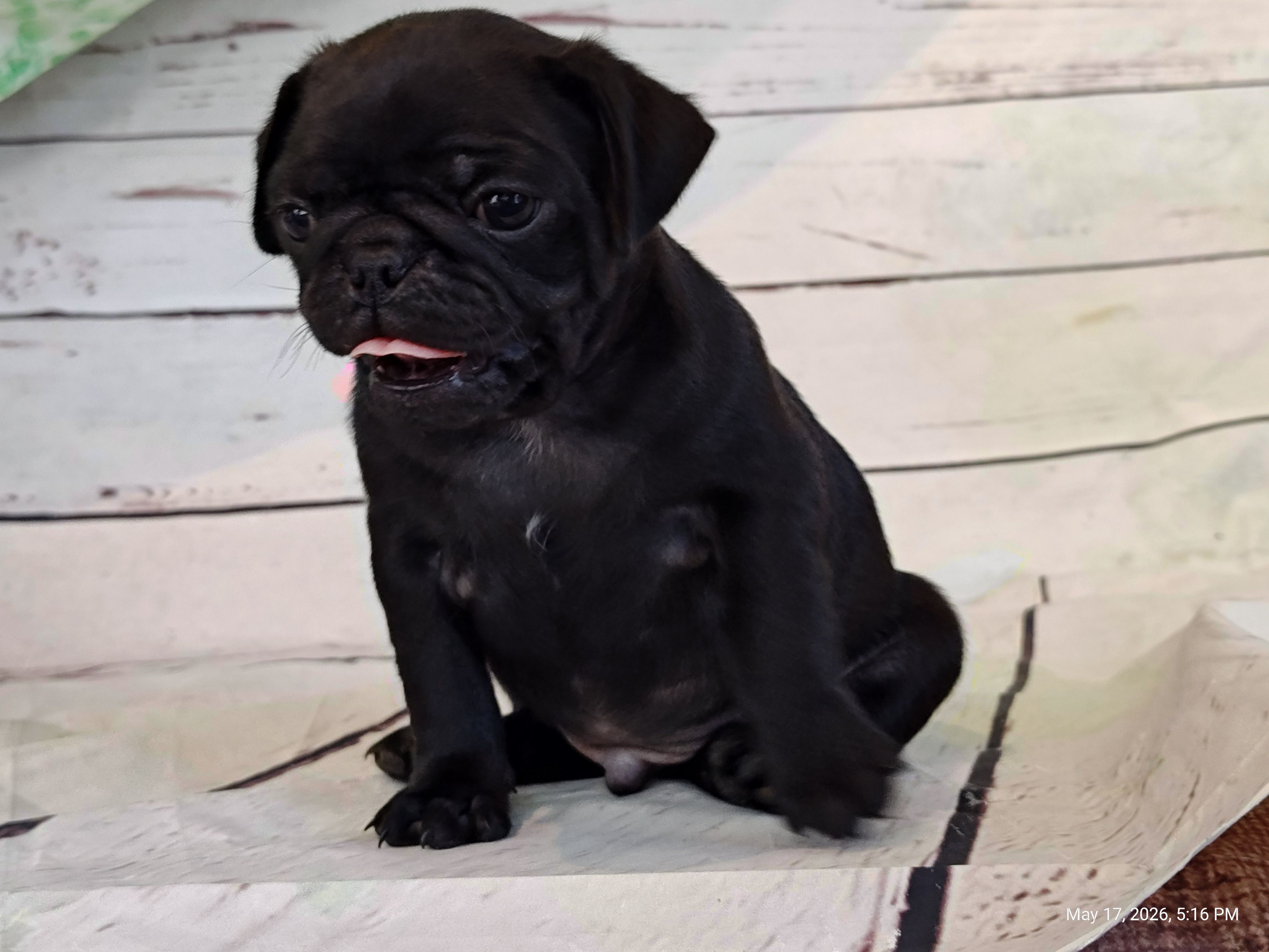 Ellis – Pug puppy for sale in Salina, KS