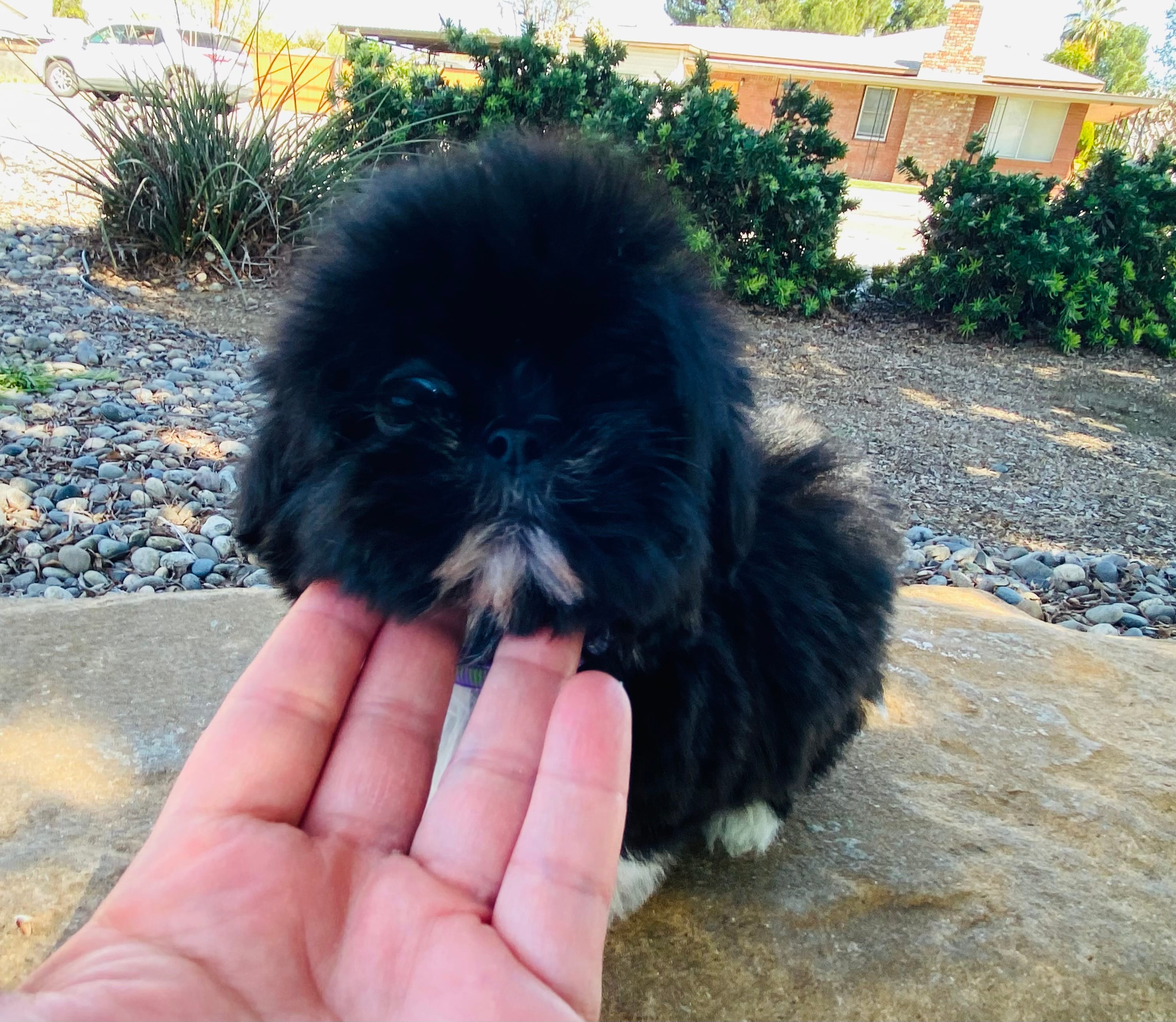 Claire – Lhasa Apso, Shih Tzu puppy for sale in Coalinga, CA