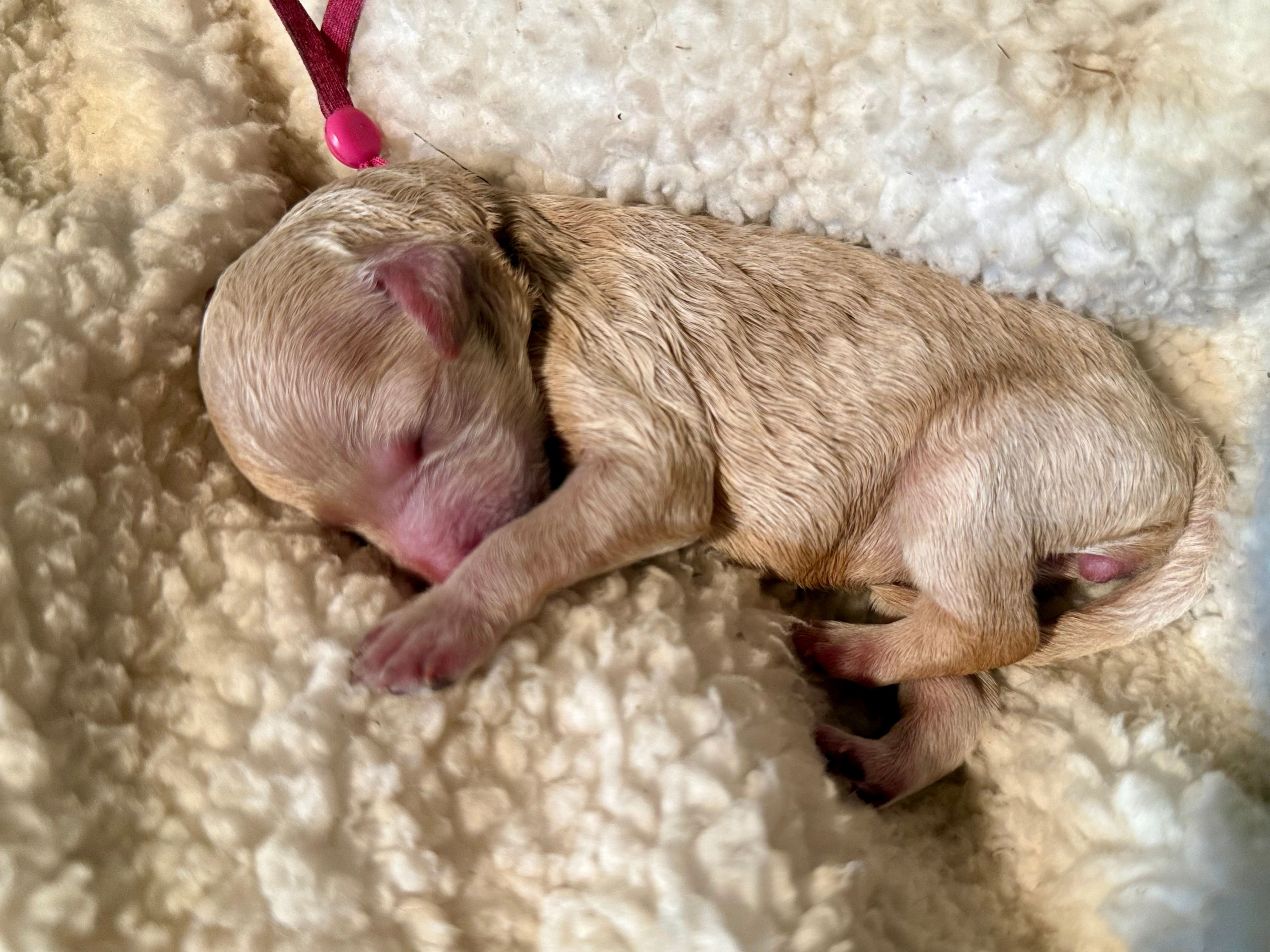 Opal – Poodle - Miniature  puppy for sale in Charlotte, NC