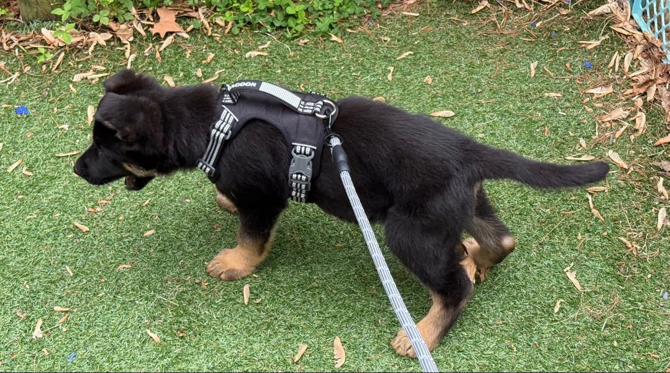 Leon – German Shepherd Dog puppy for sale in Virgilina, VA