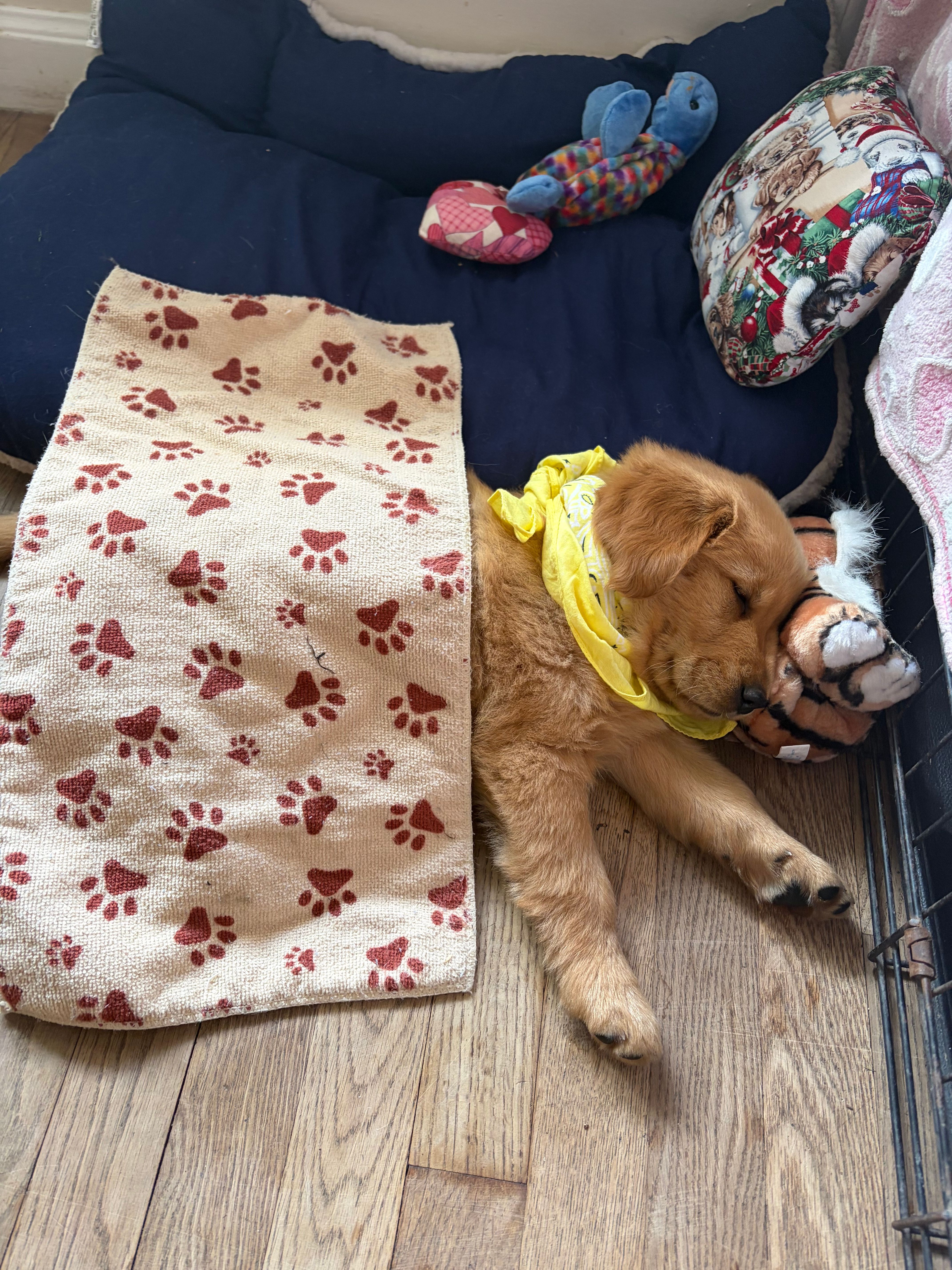 Violet – Golden Retriever puppy for sale in Lykens, PA