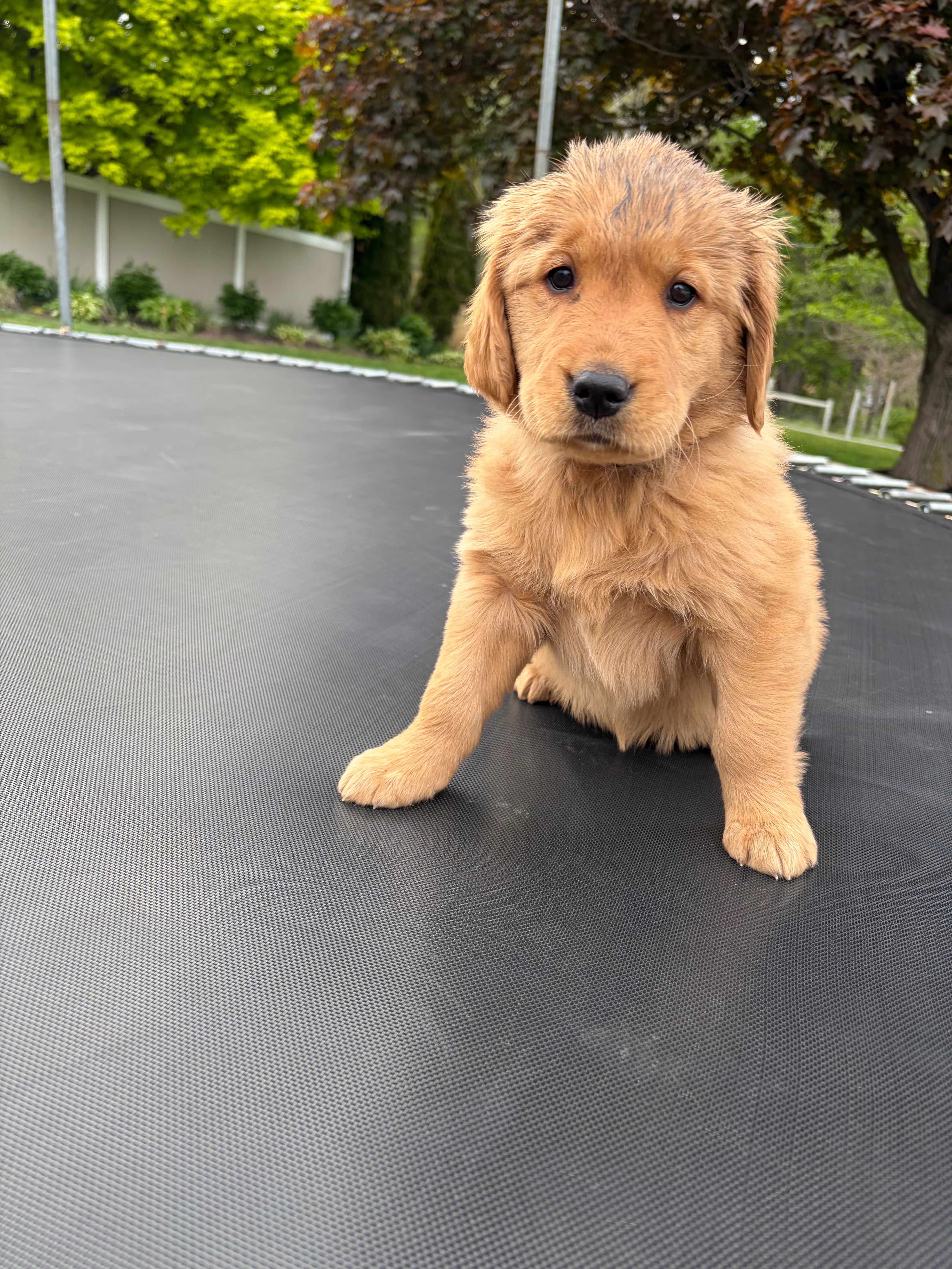 Violet – Golden Retriever puppy for sale in Lykens, PA