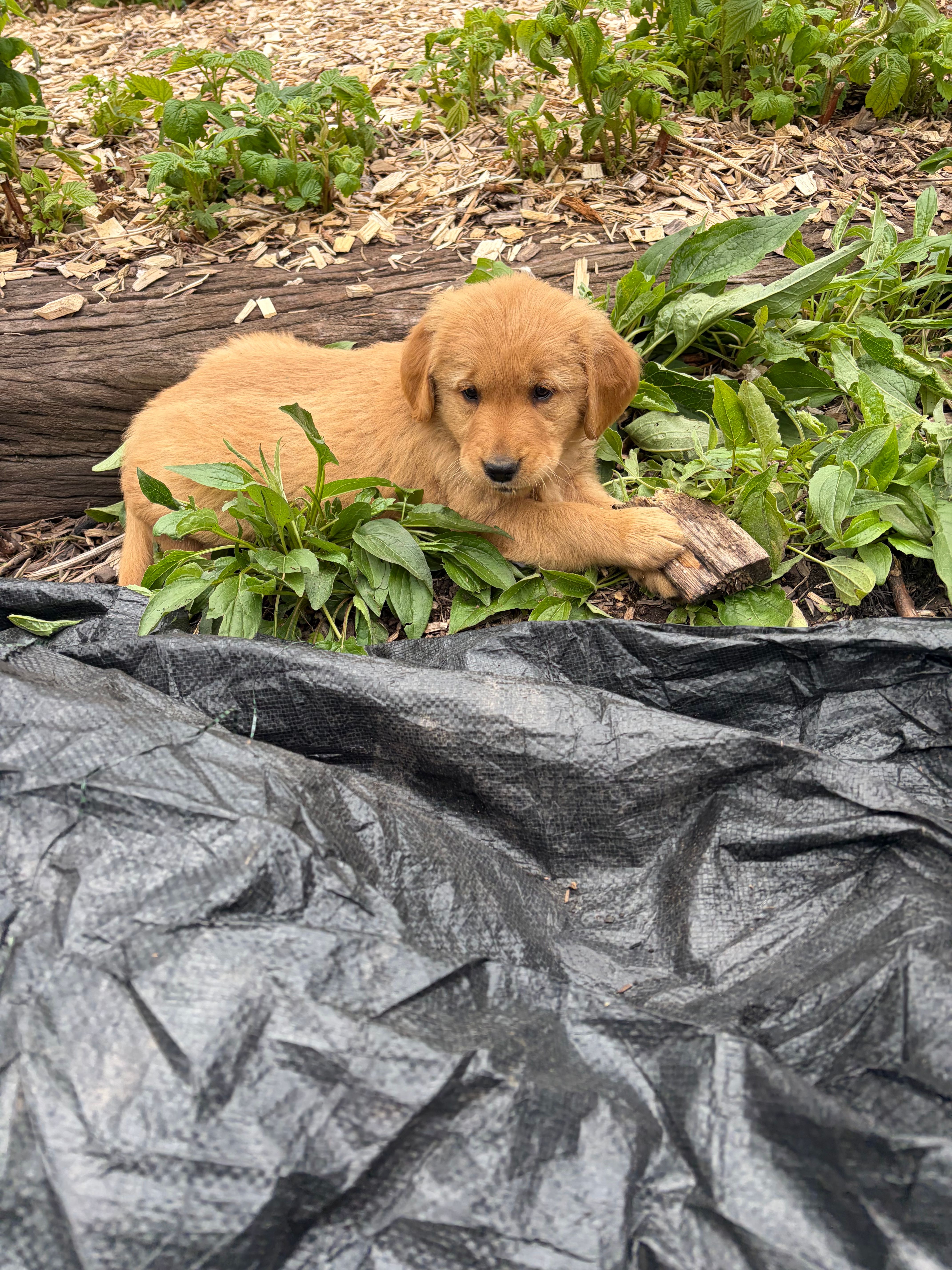Violet – Golden Retriever puppy for sale in Lykens, PA