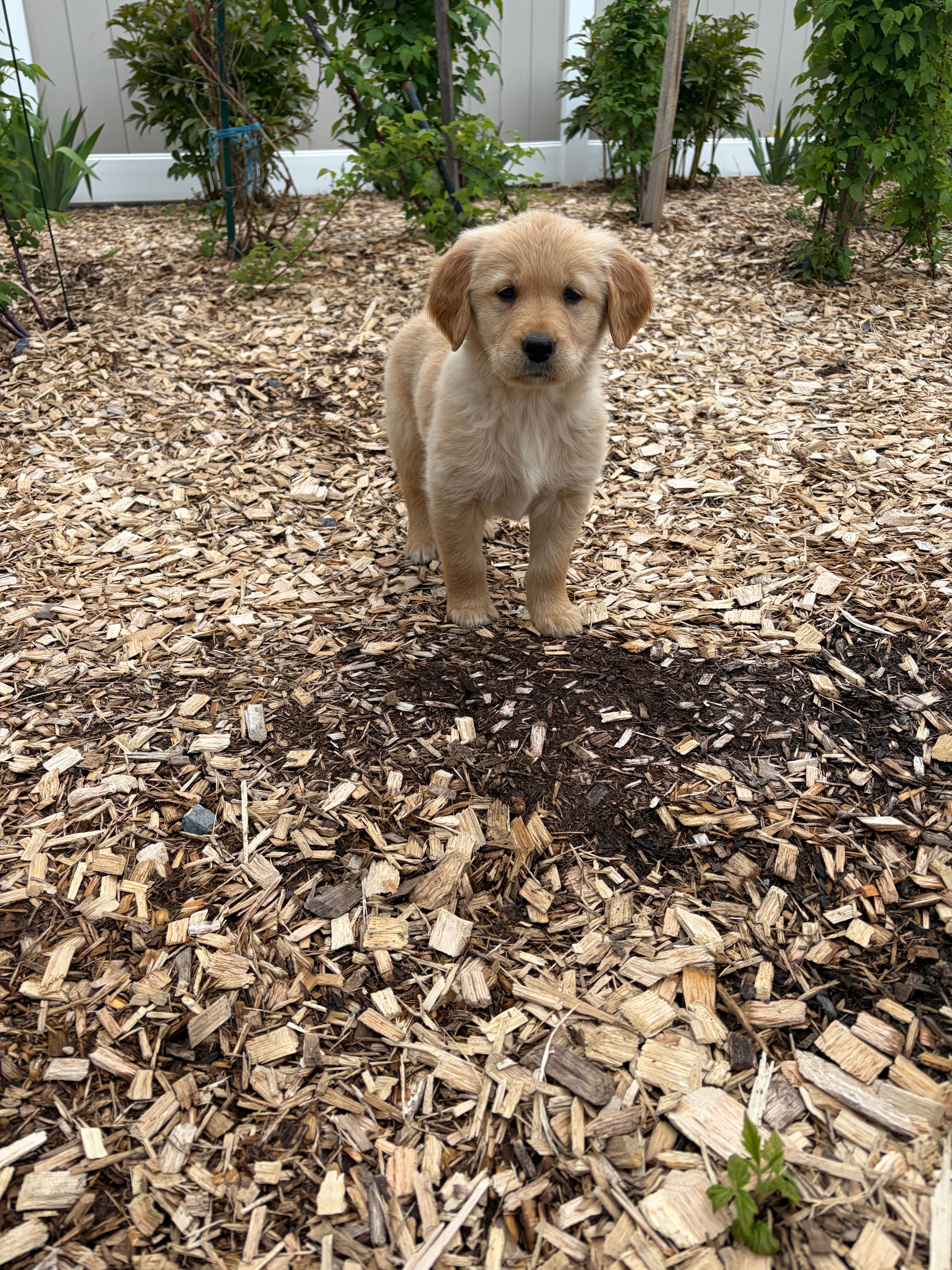 Honey – Golden Retriever puppy for sale in Lykens, PA