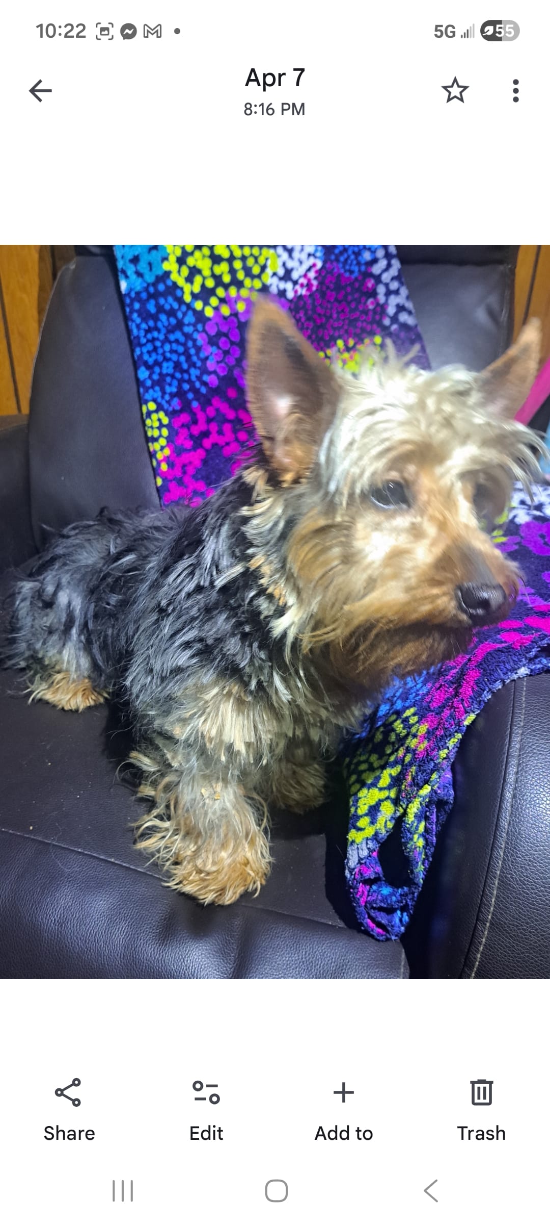 Max – Yorkshire Terrier puppy for sale in Vestaburg, MI