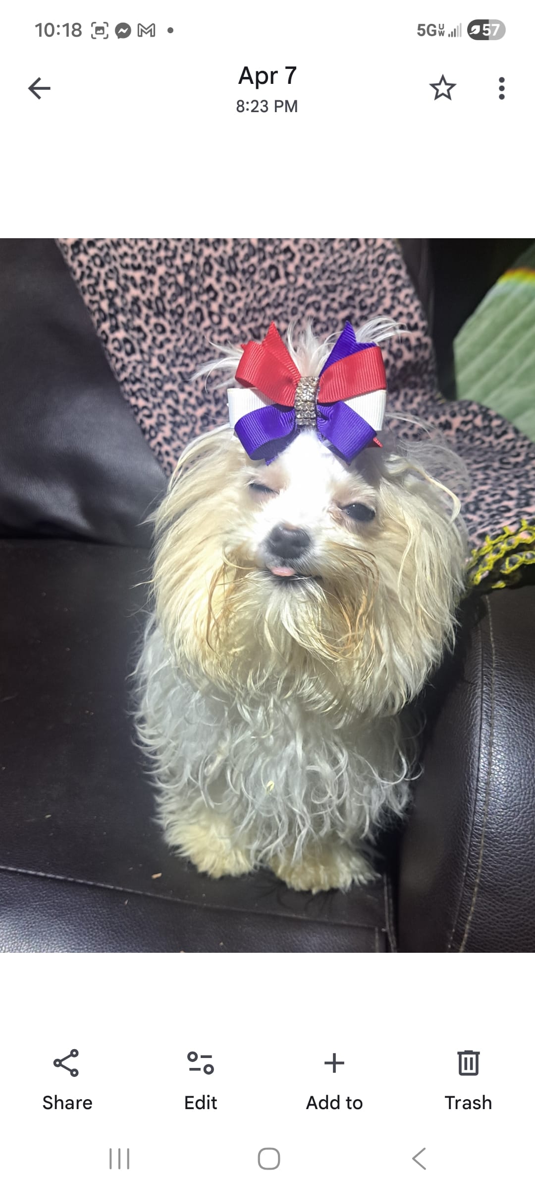 Winkie – Maltipoo puppy for sale in Vestaburg, MI