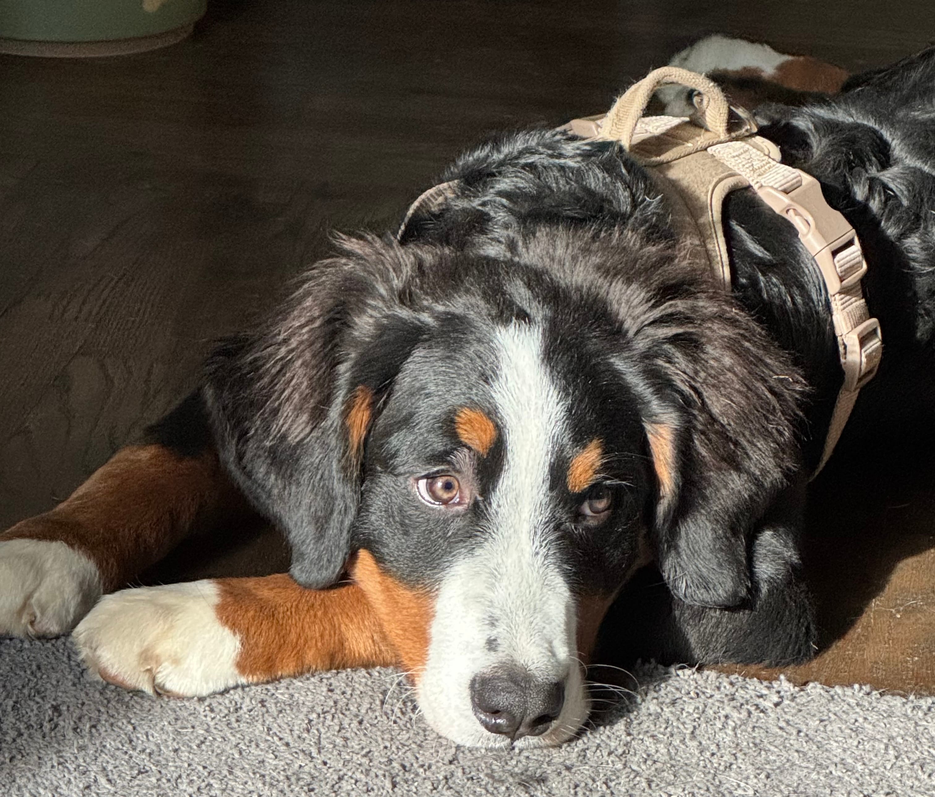 Espresso – Bernese Mountain Dog puppy for sale in Pittsburgh, PA