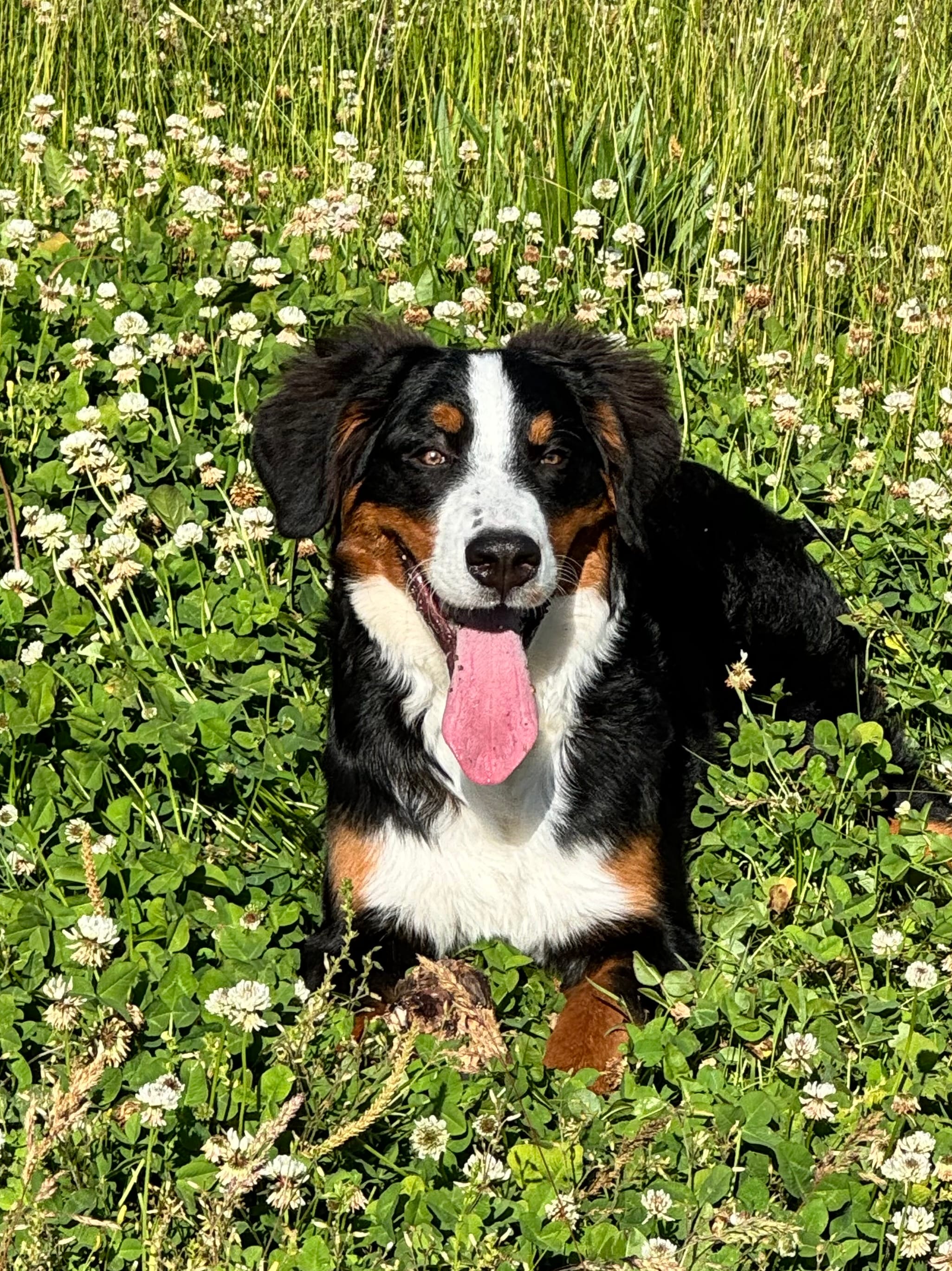 Espresso – Bernese Mountain Dog puppy for sale in Russell Springs, KY