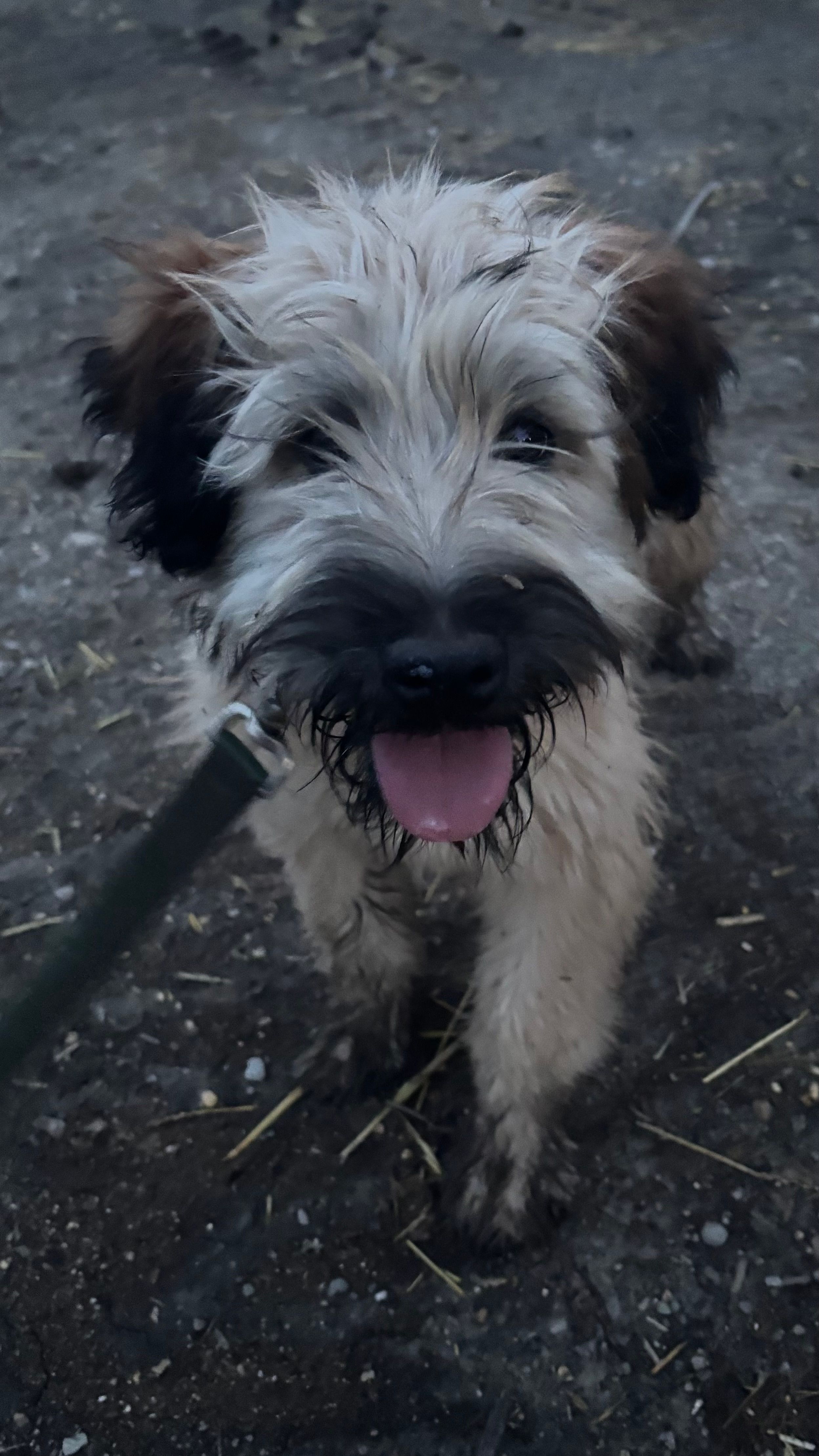Cookie - AKC Soft Coated Wheaten Terrier Female – Soft Coated Wheaten Terrier puppy for sale in Garden Grove, IA
