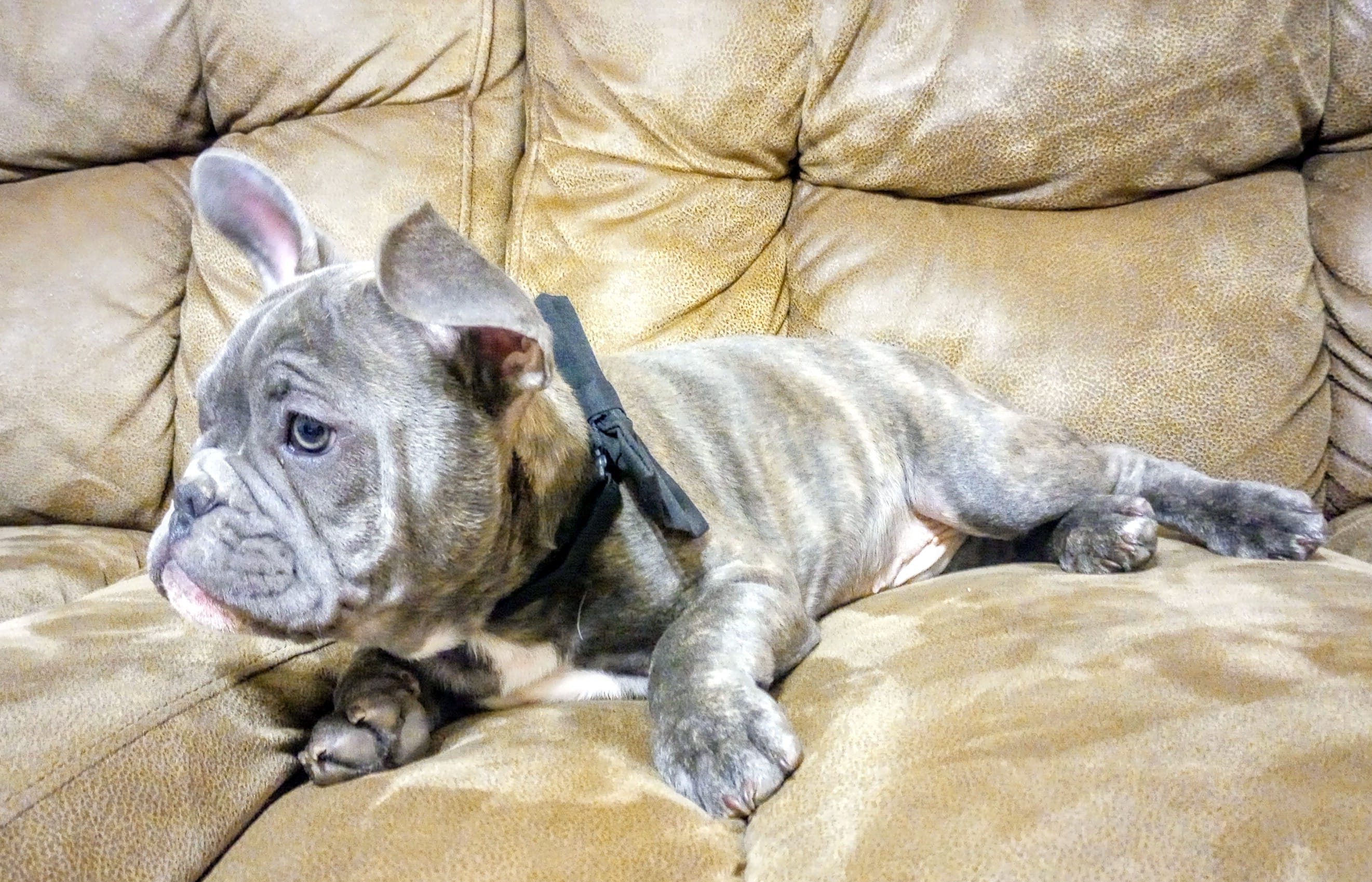Tank--Blue Brindle